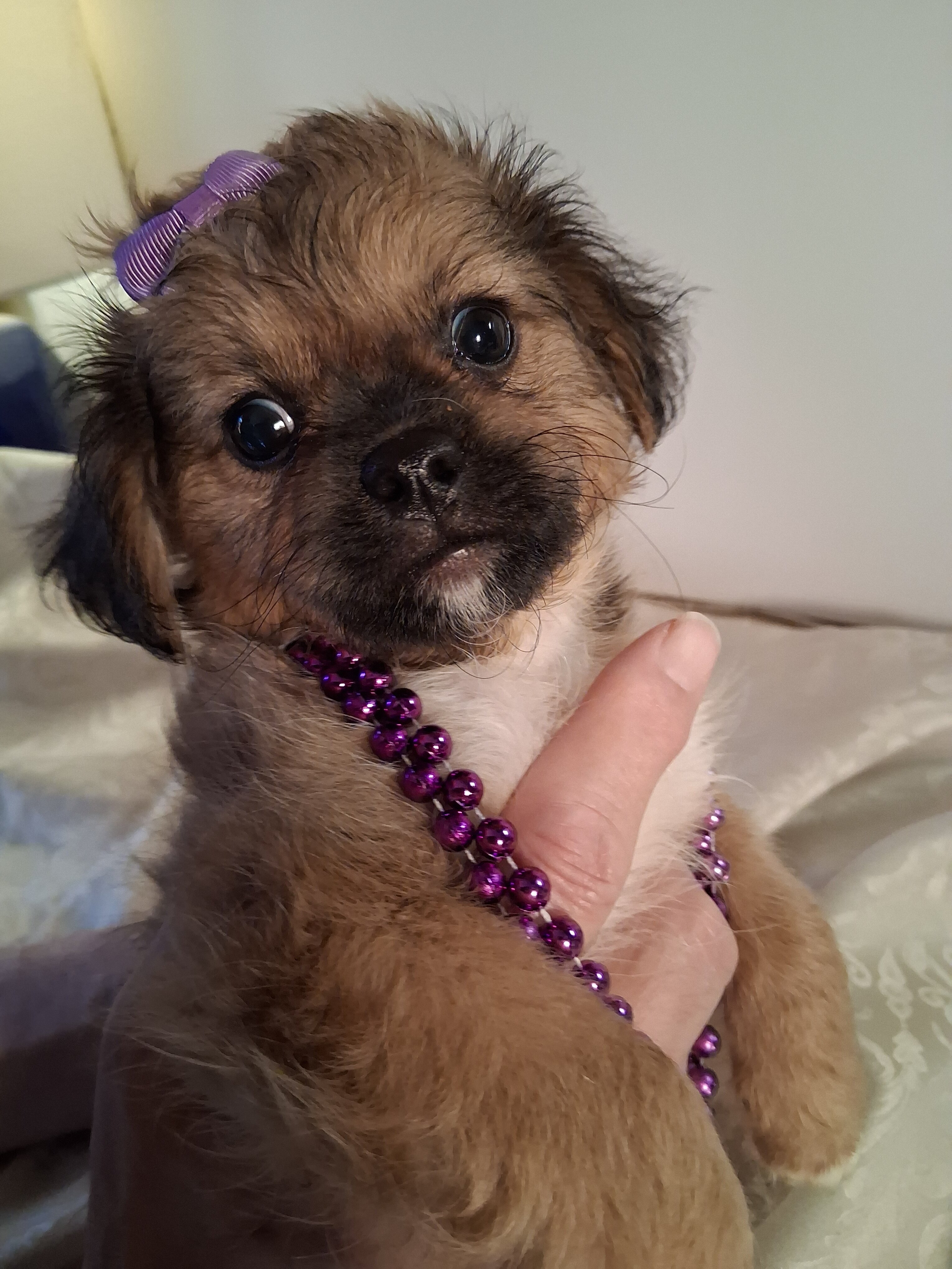 Puppies image 5