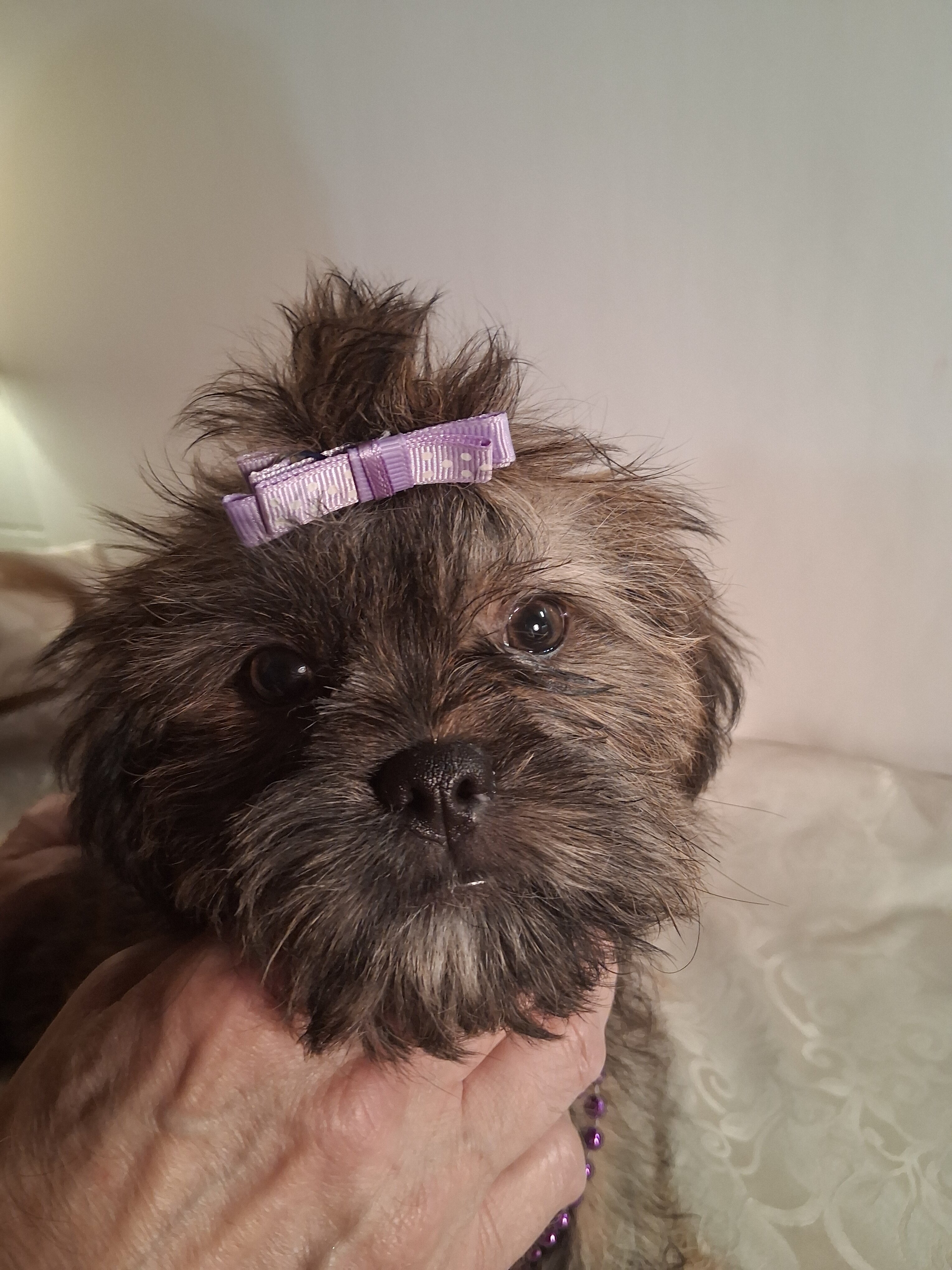 Puppies image 6