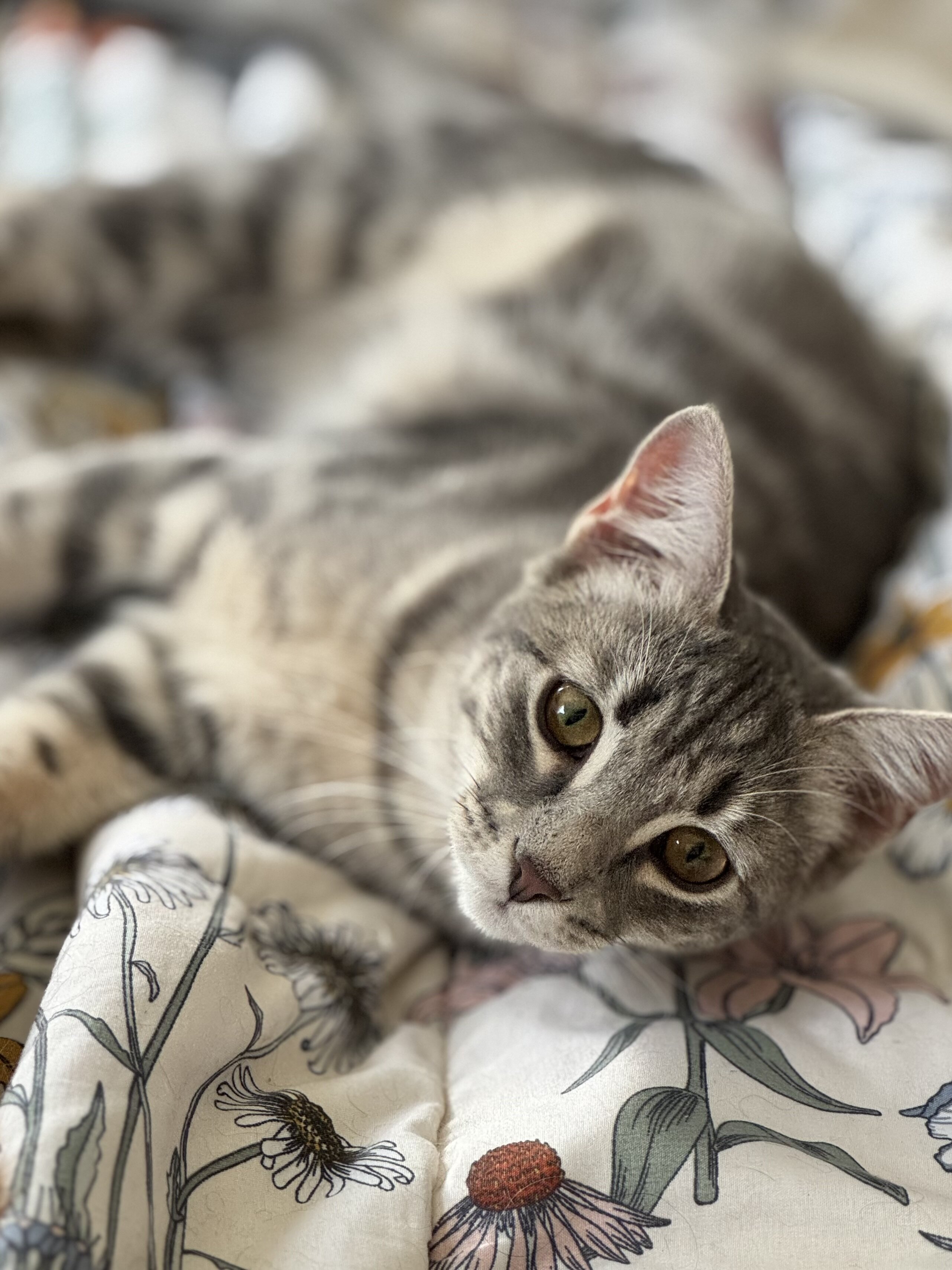 Sweet 1yo girl for adoption image 1