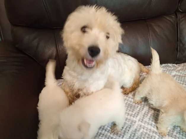 Westie needs re-homing image 1