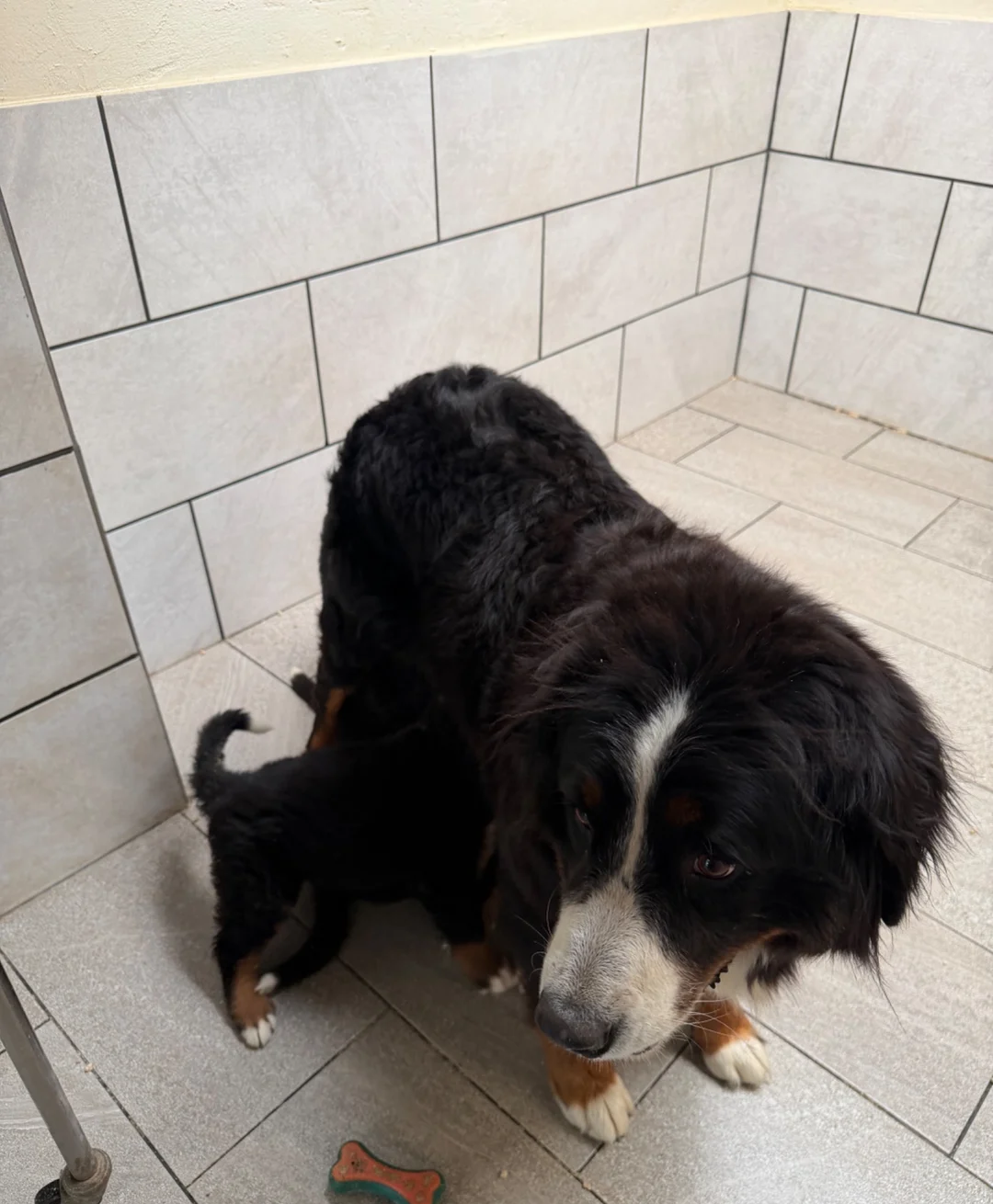 ALL bernese mountain dog purebreed image 1
