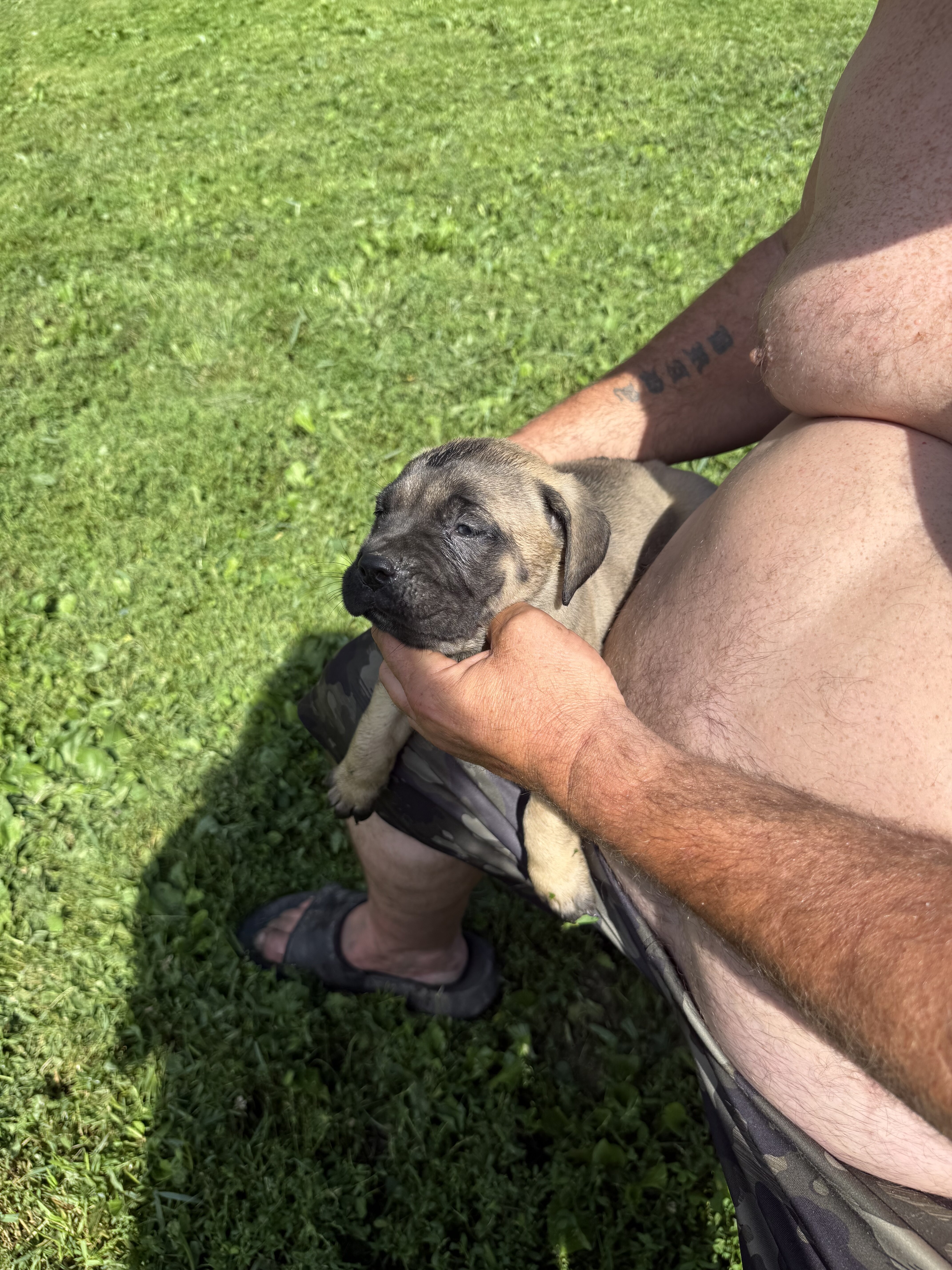 ICCF registered cane Corso puppies image 3