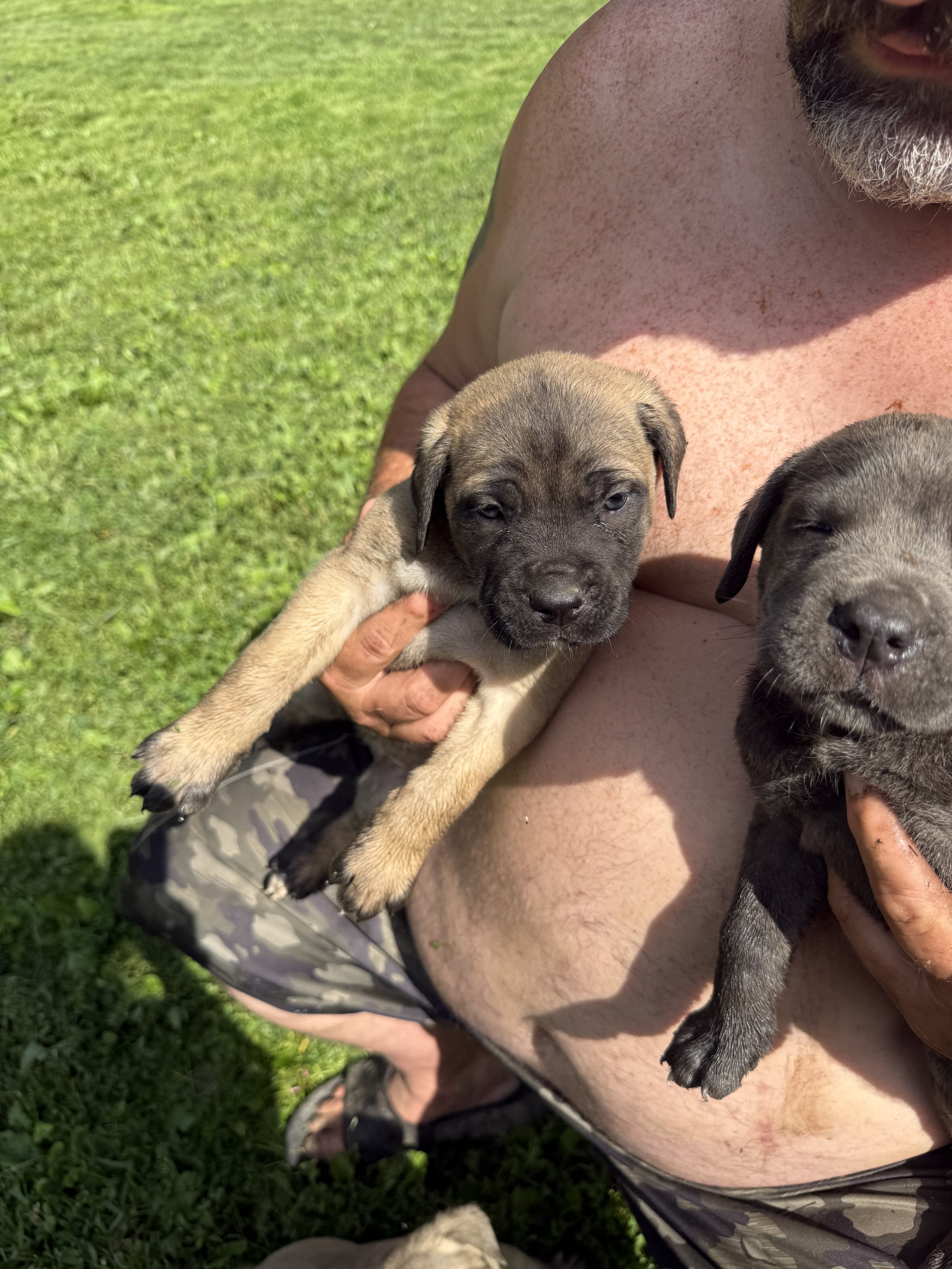 ICCF registered cane Corso puppies image 4