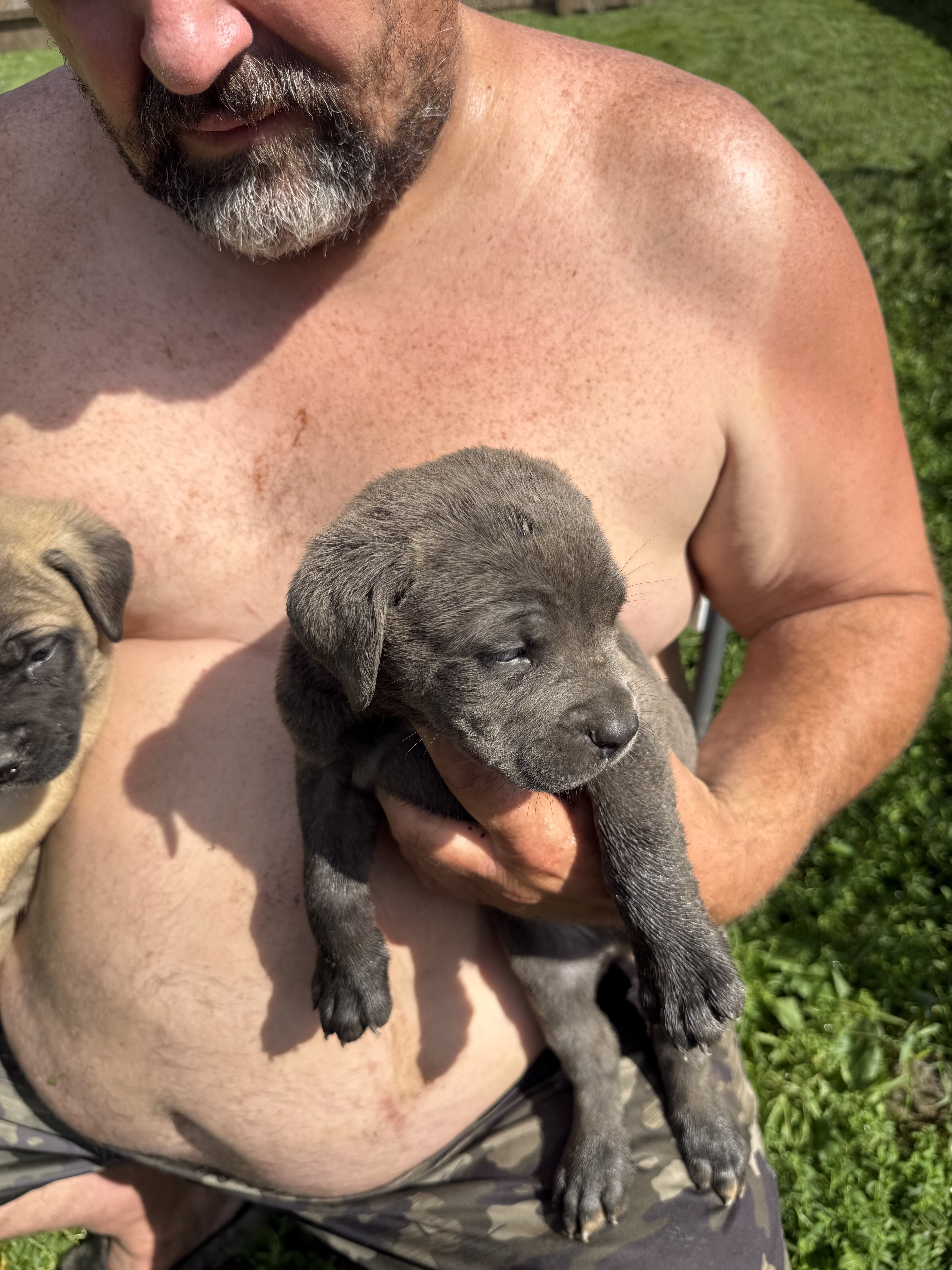 ICCF registered cane Corso puppies image 2