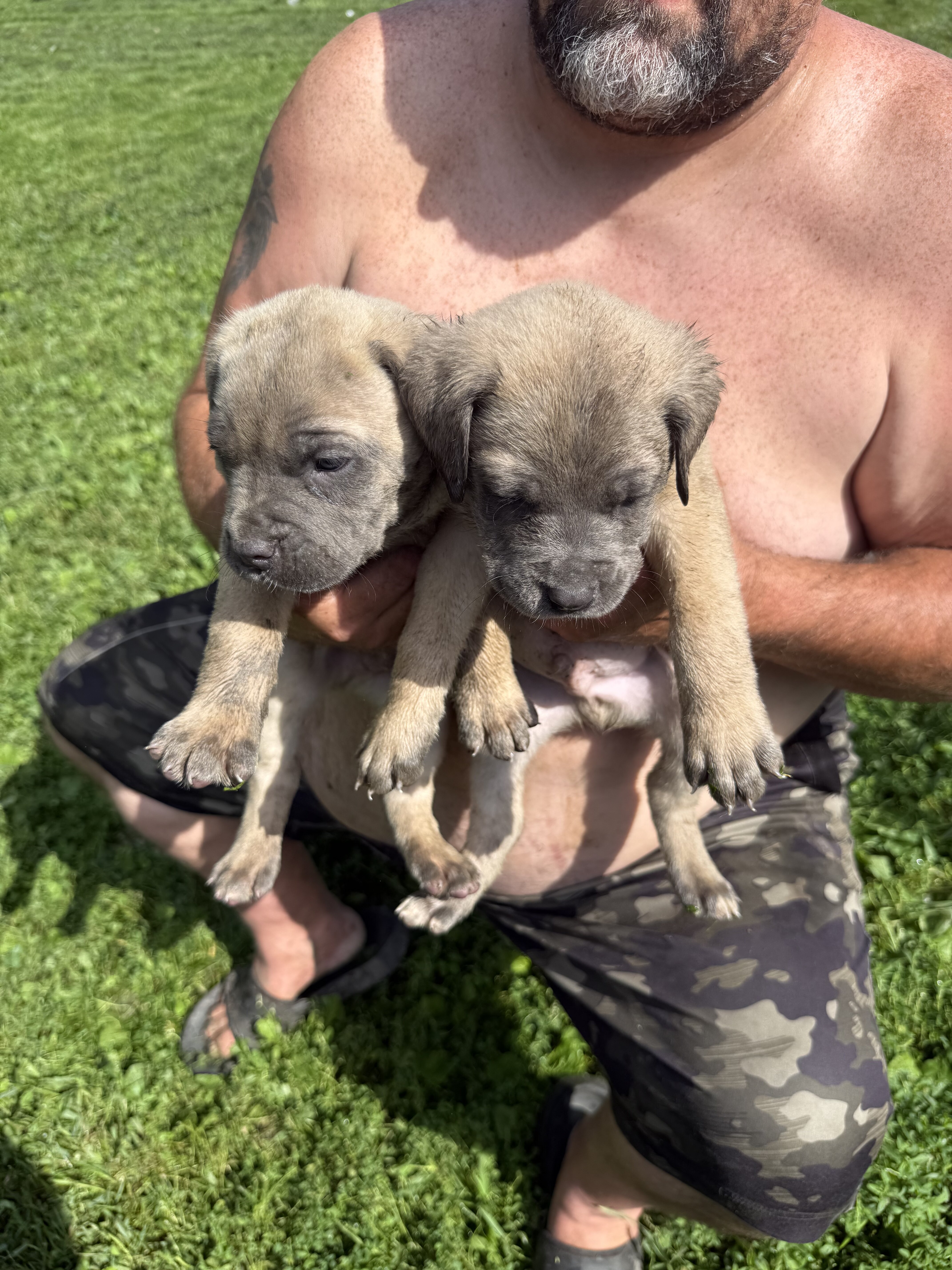 ICCF registered cane Corso puppies image 1