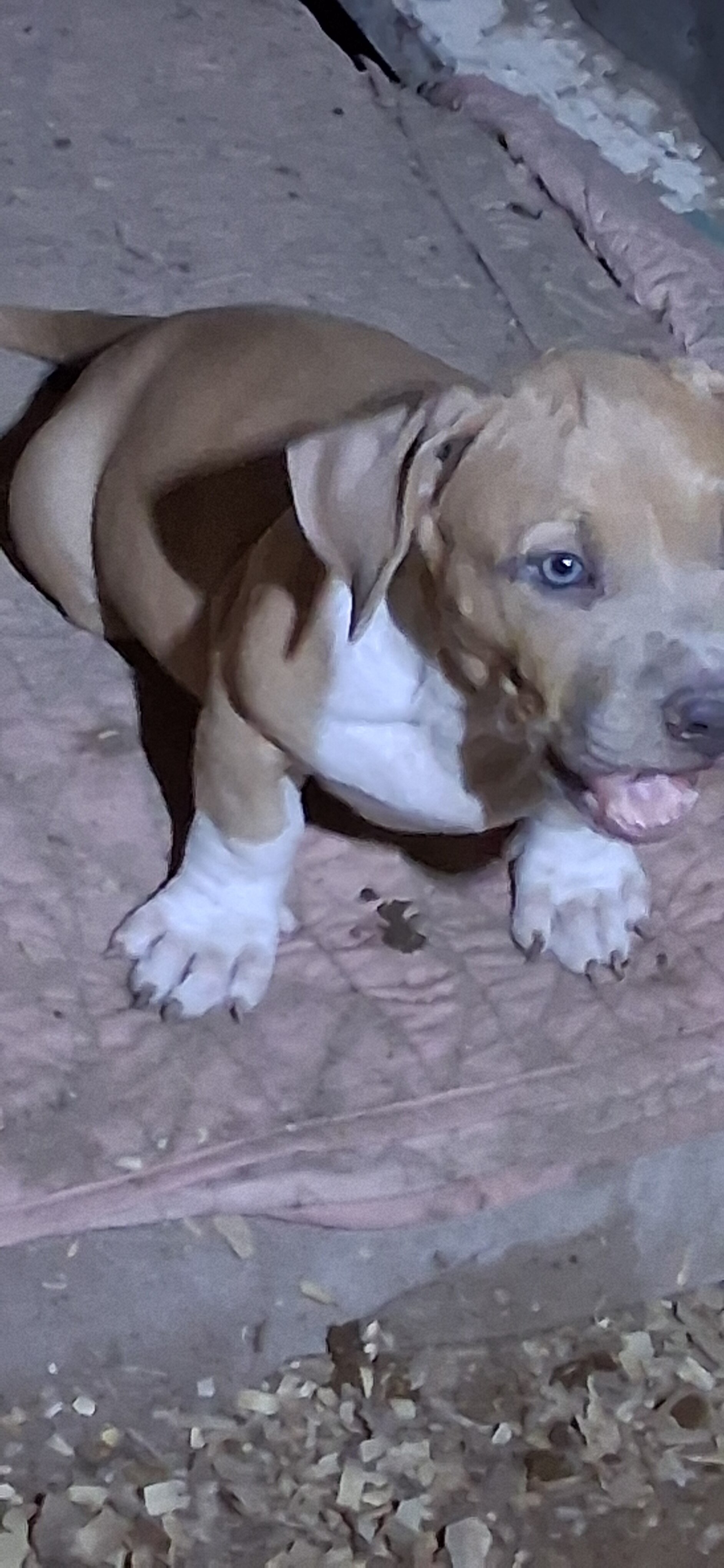 PITWEENIE"S image 1