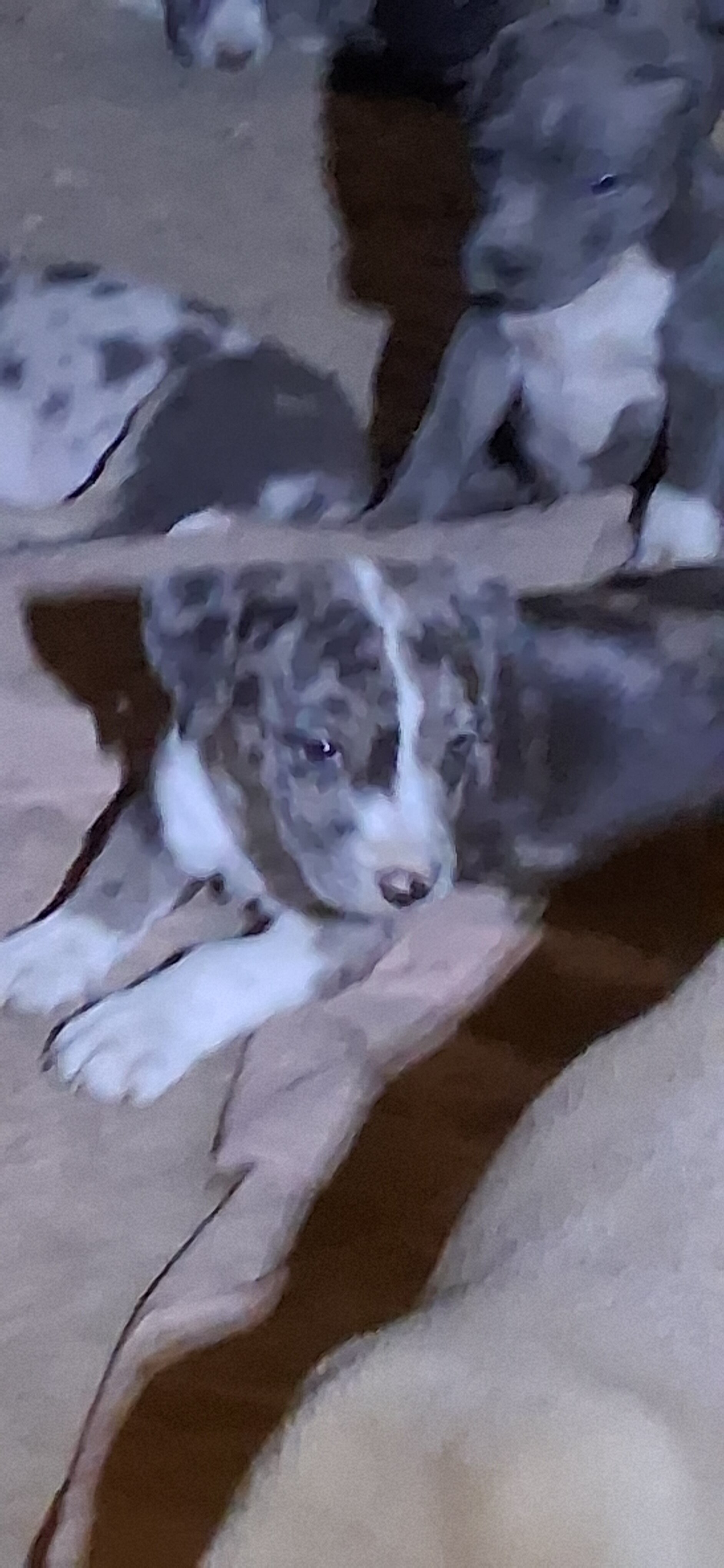 Pitweenies image 1