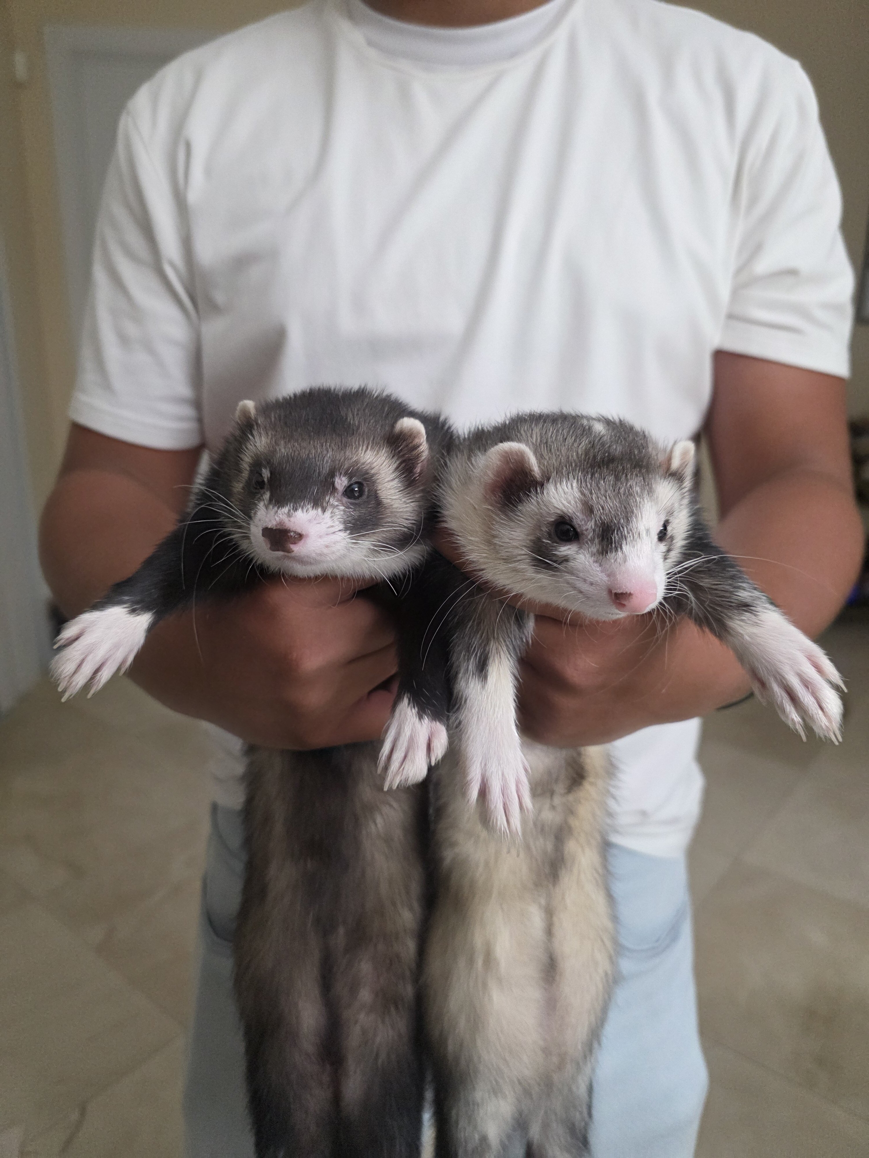 2 kit male ferrets image 2