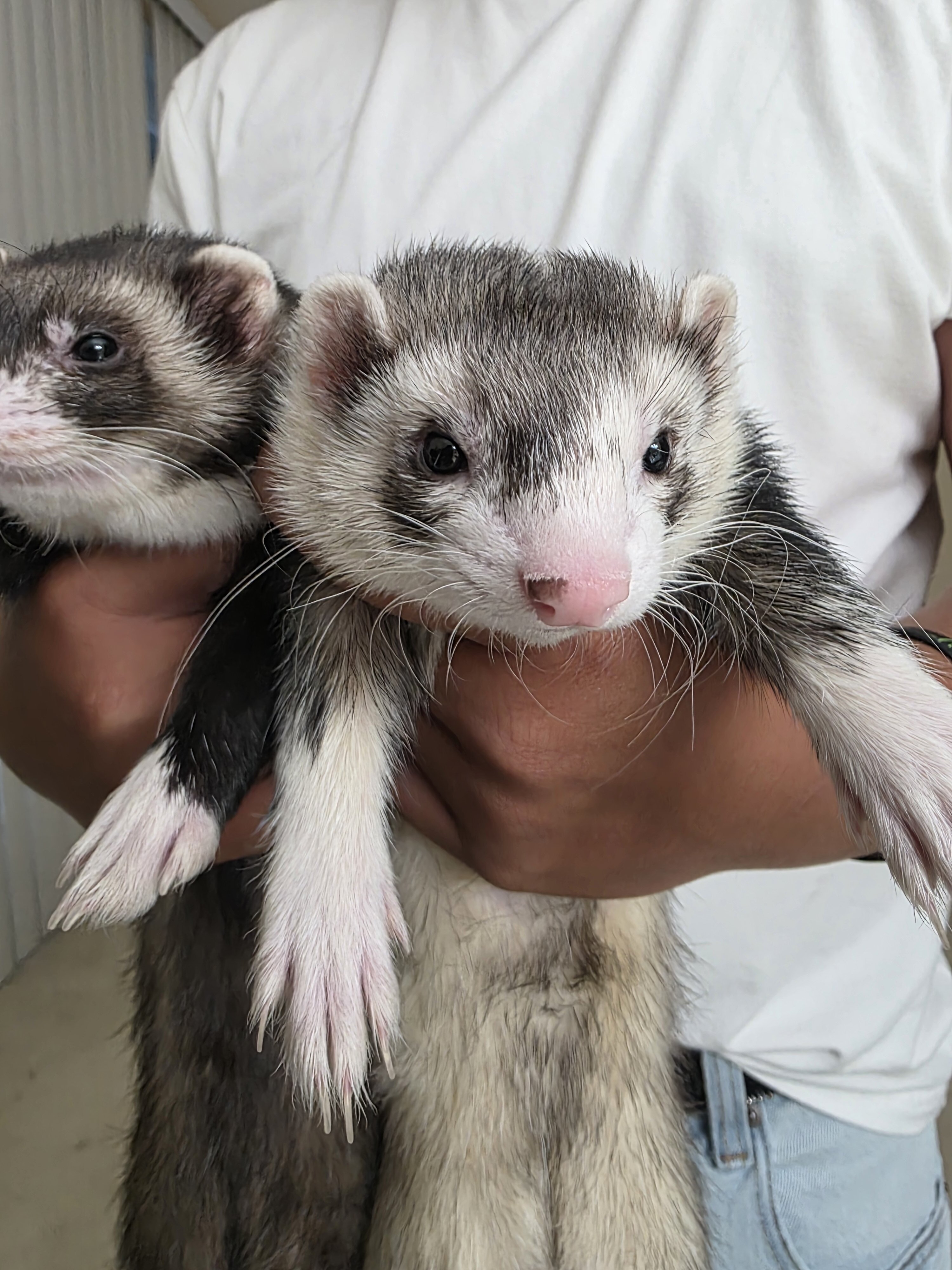 2 kit male ferrets image 1