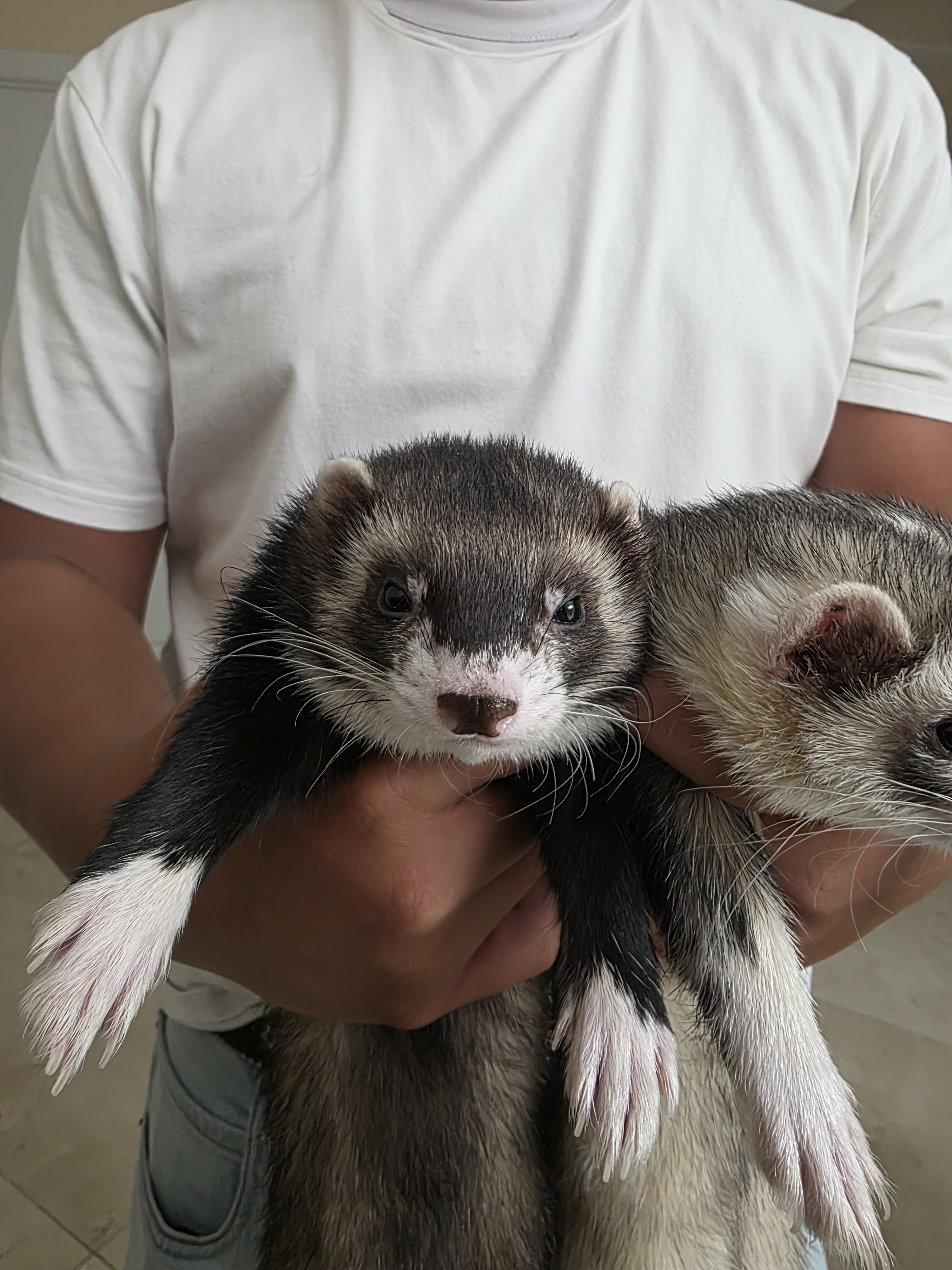 2 kit male ferrets image 3