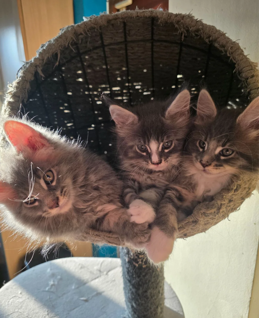GORGEOUS MAINE COON image 10