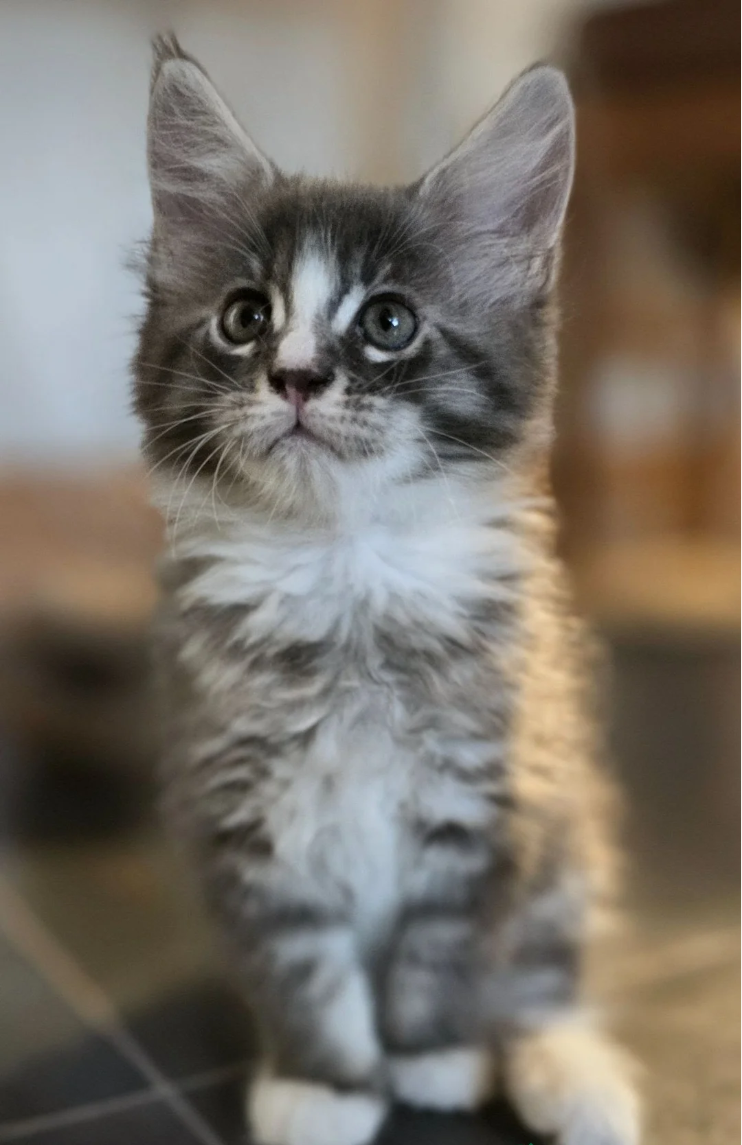 GORGEOUS MAINE COON image 9