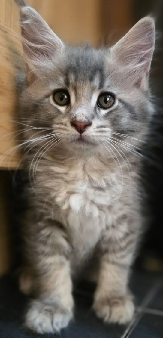 GORGEOUS MAINE COON image 8