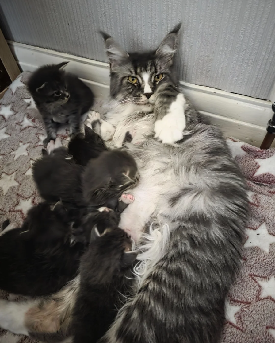 GORGEOUS MAINE COON image 7