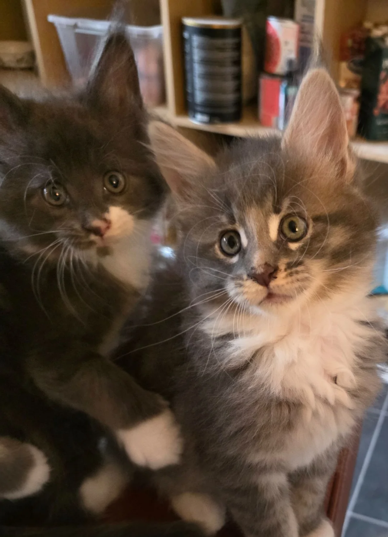 GORGEOUS MAINE COON image 6