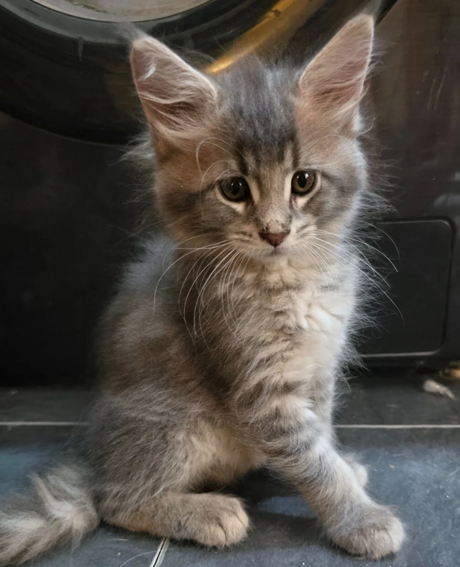GORGEOUS MAINE COON image 5