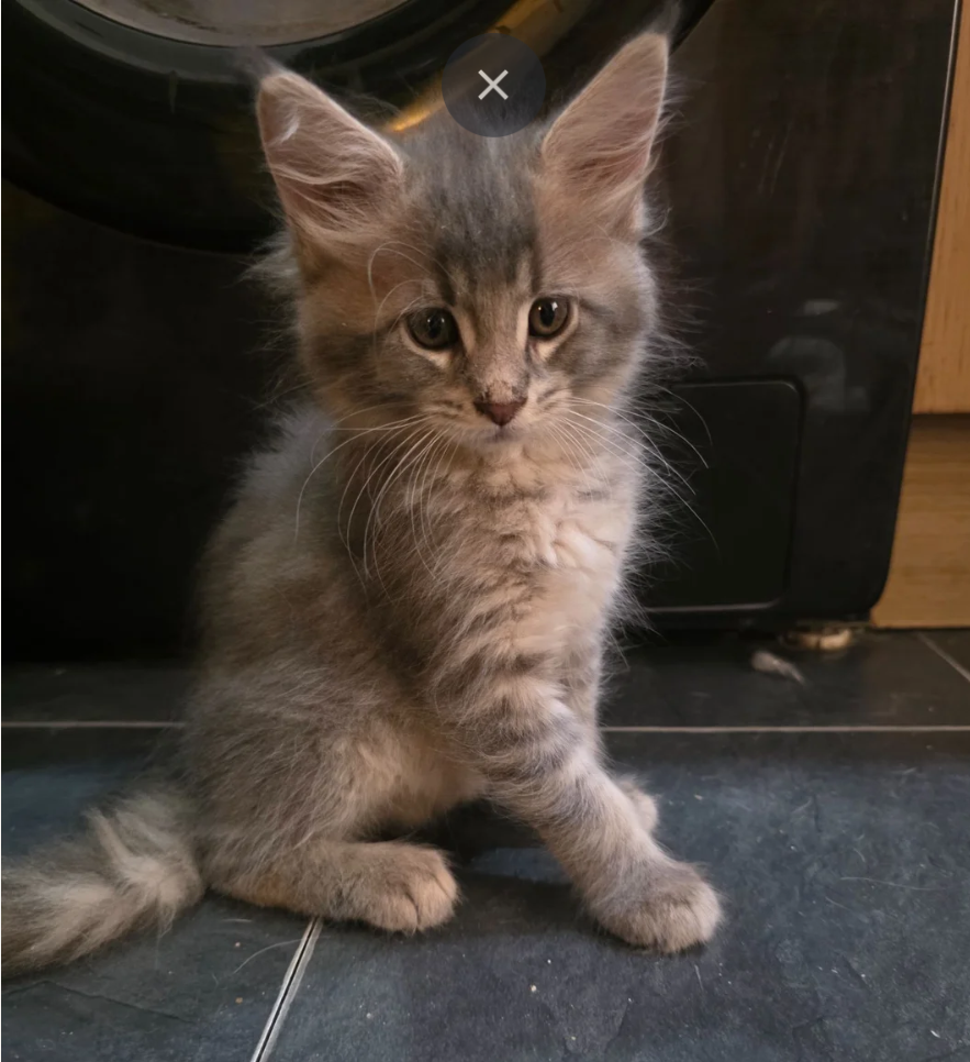 GORGEOUS MAINE COON image 4