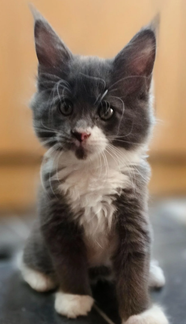GORGEOUS MAINE COON image 3