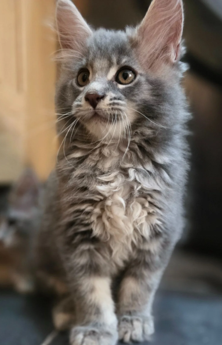 GORGEOUS MAINE COON image 2