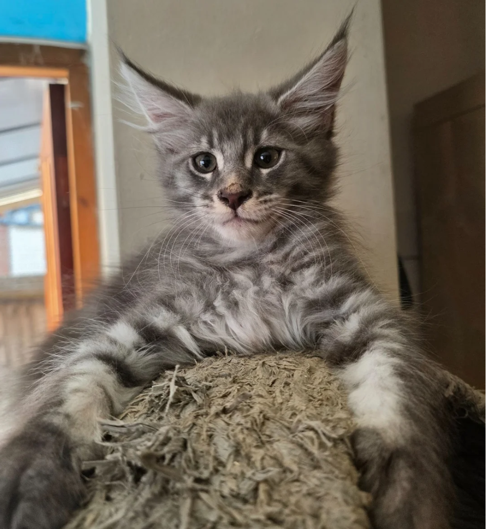 GORGEOUS MAINE COON image 1