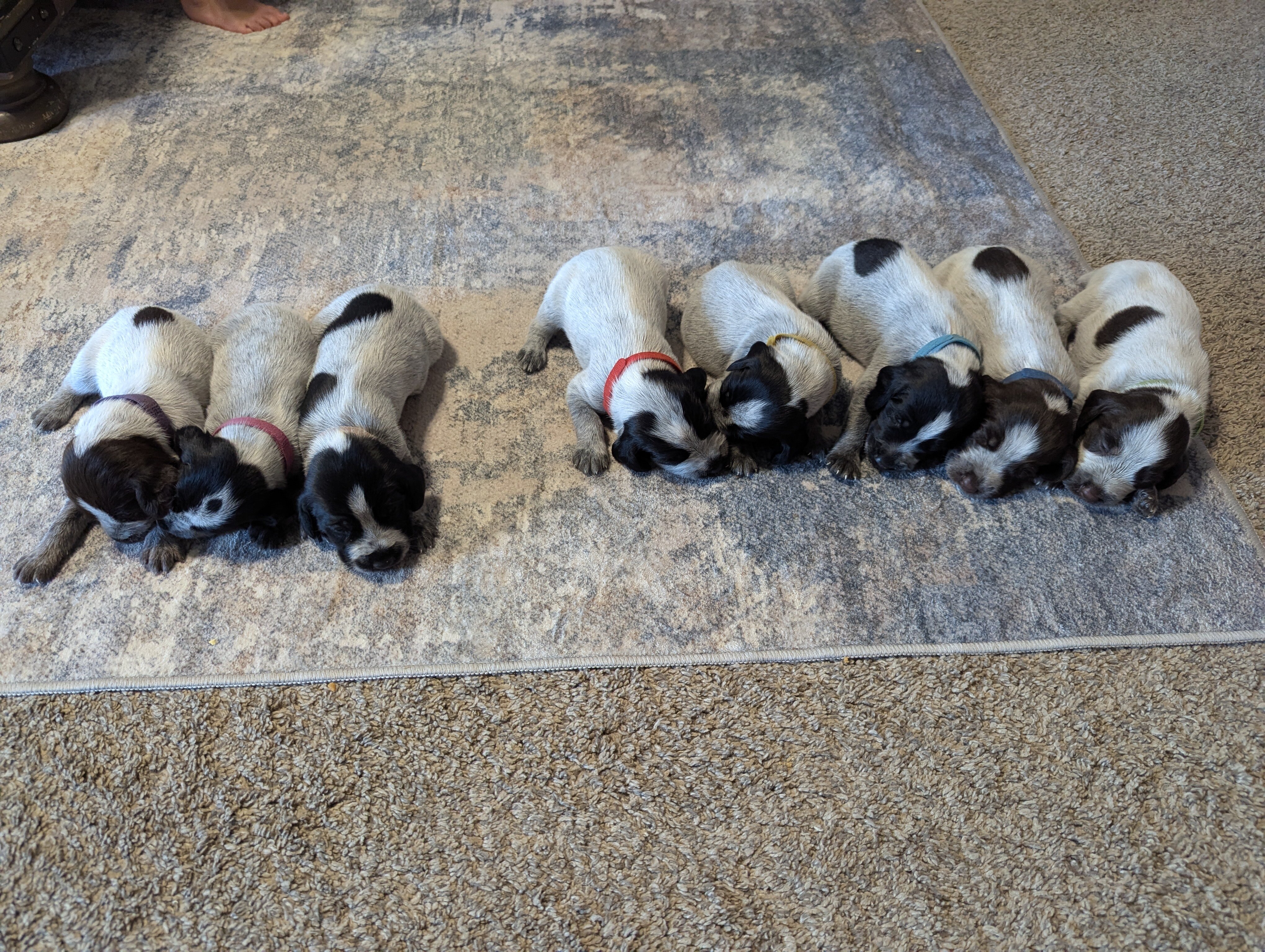 German Wirehaired Pointer image 1