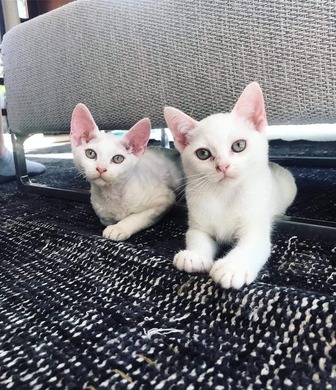 Devon Rex image 1
