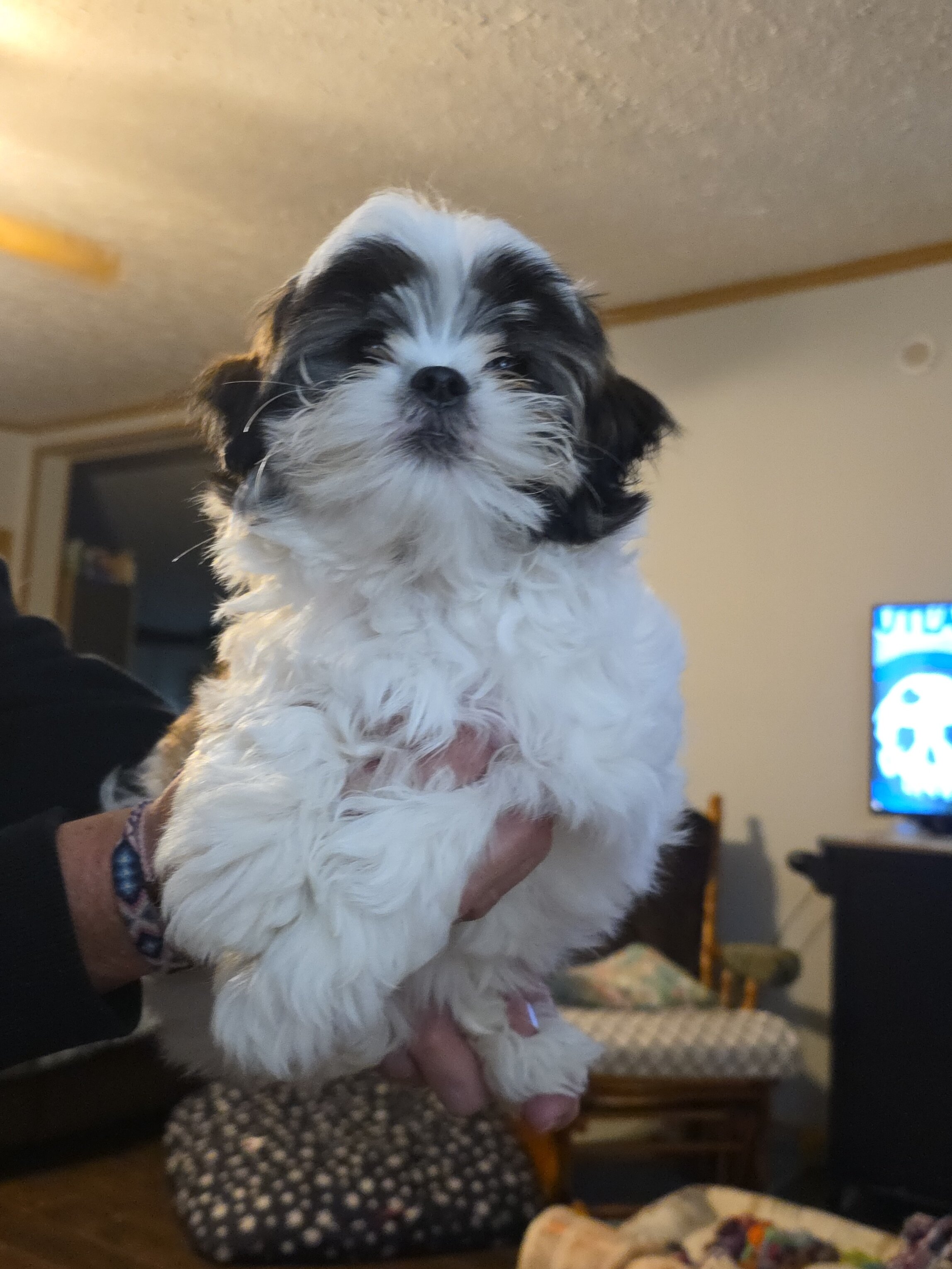 Shih Tzu  Mix image 1