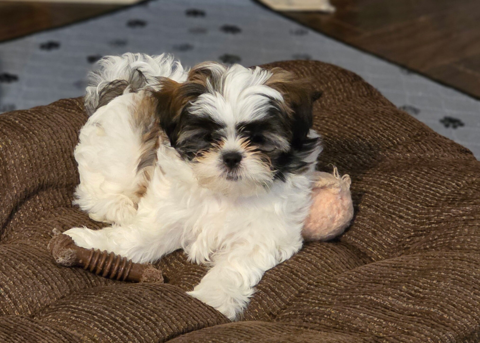 Shih Tzu  Mix image 2