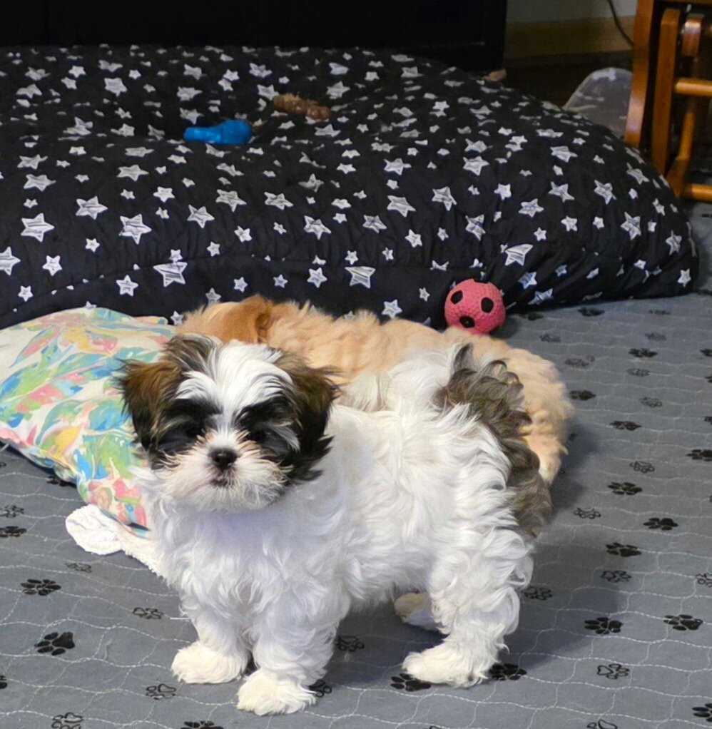 Shih Tzu  Mix image 3