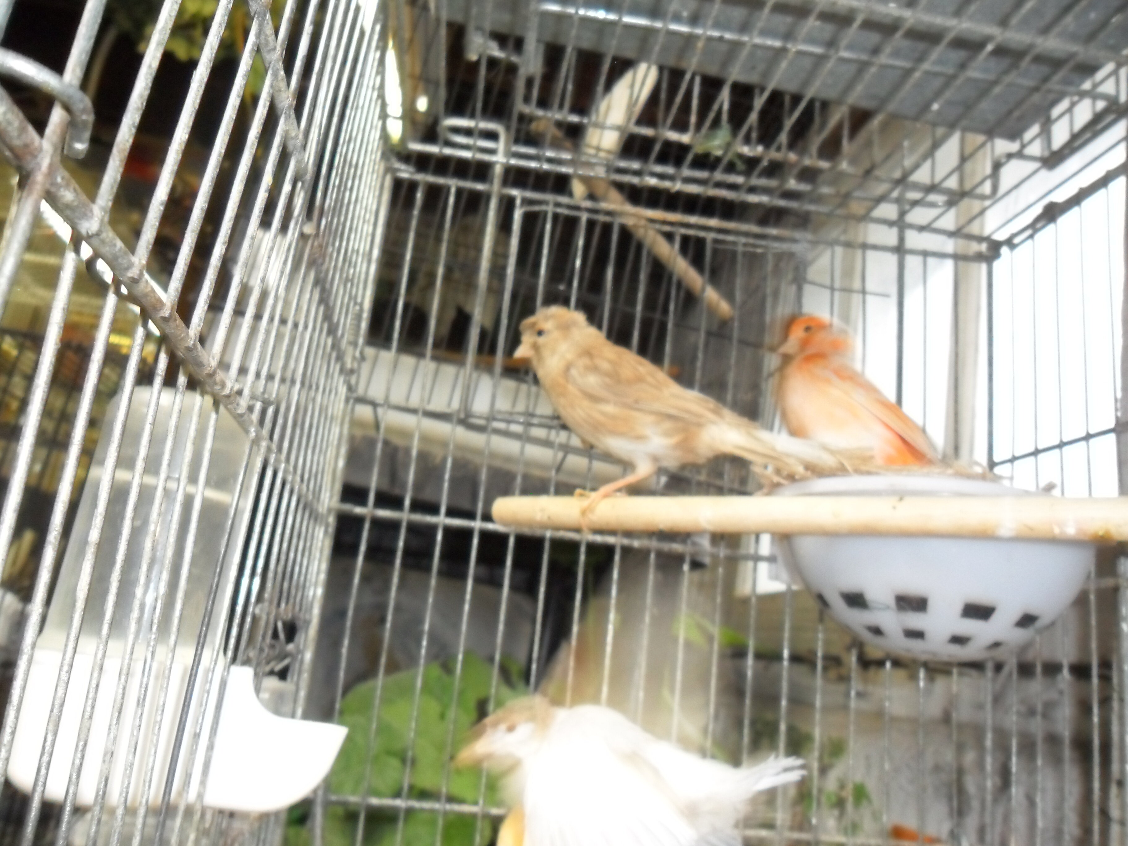 canaries image 1