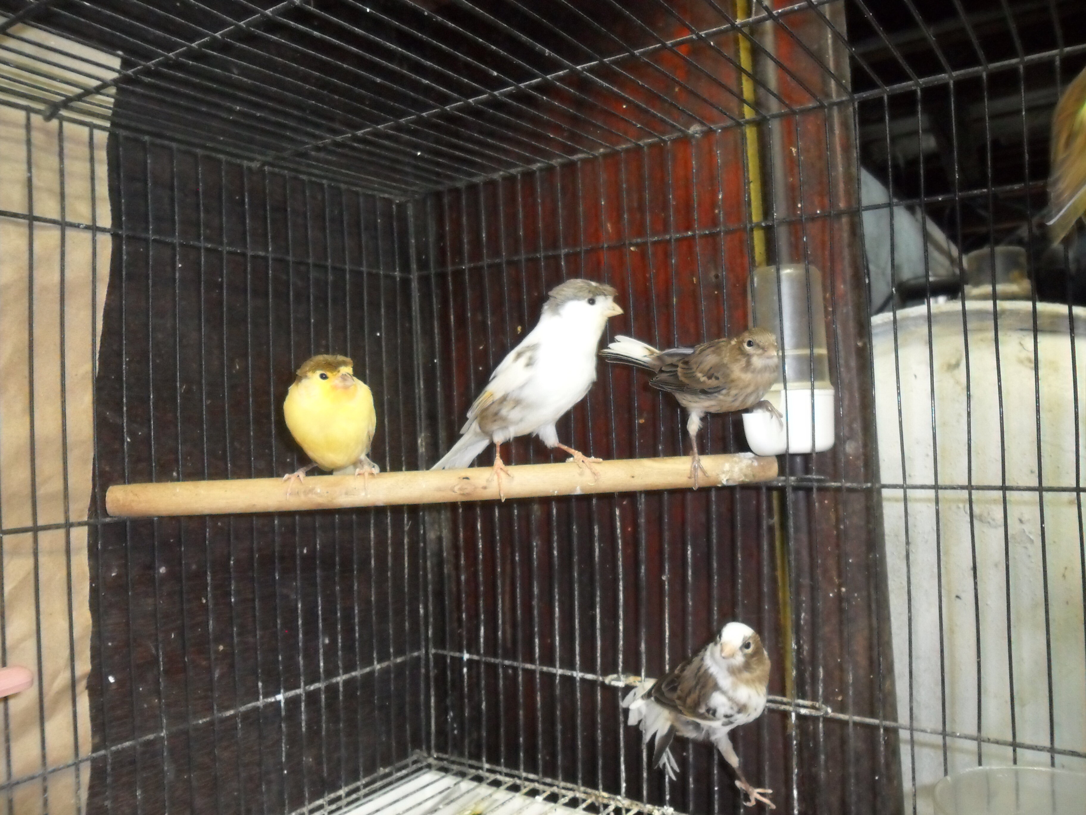 canaries image 2
