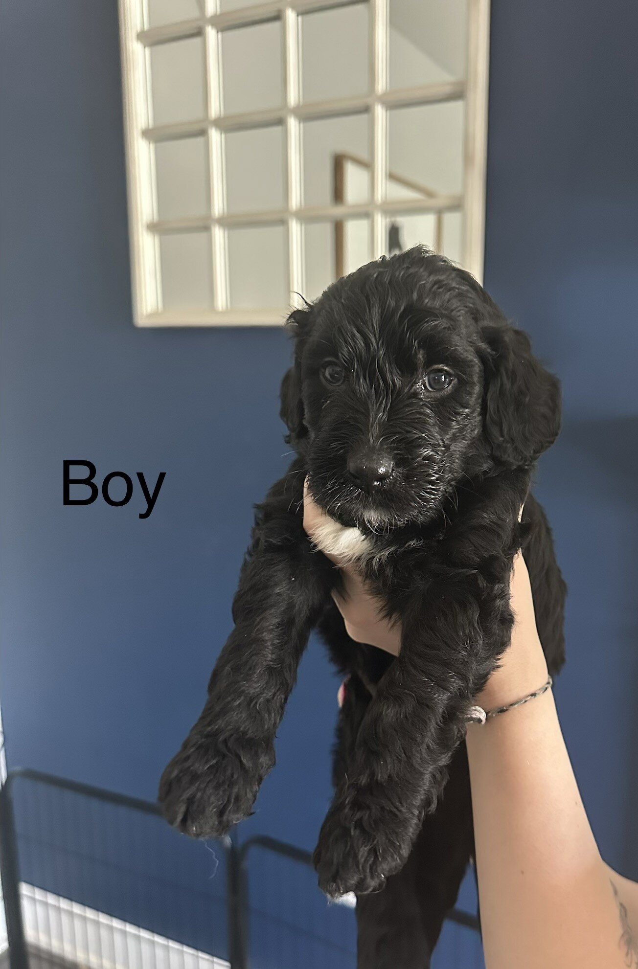 Goldendoodle Puppies image 1