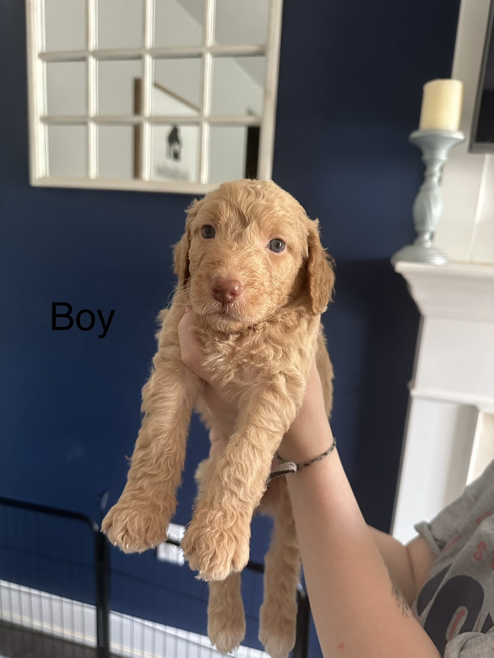 Goldendoodle Puppies image 2