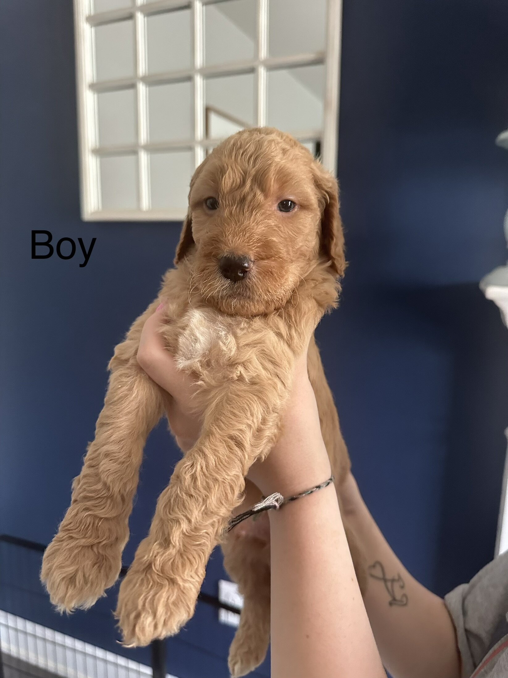 Goldendoodle Puppies image 3