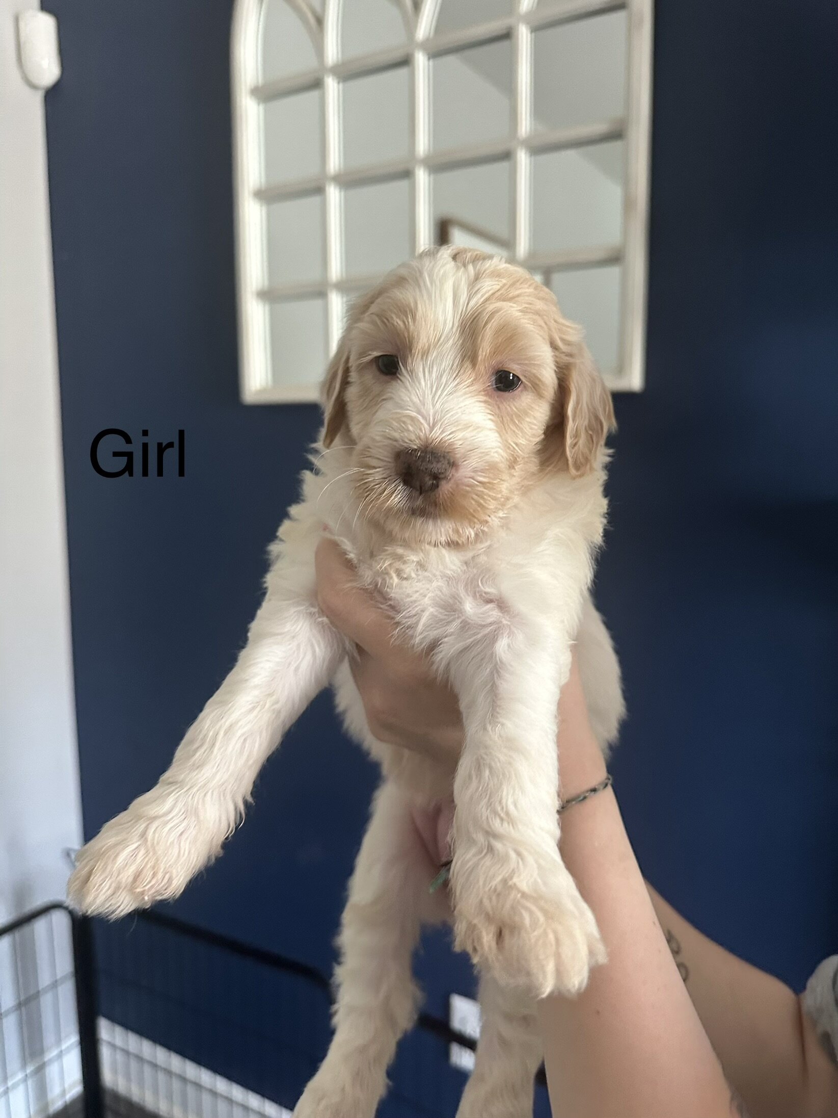 Goldendoodle Puppies image 4