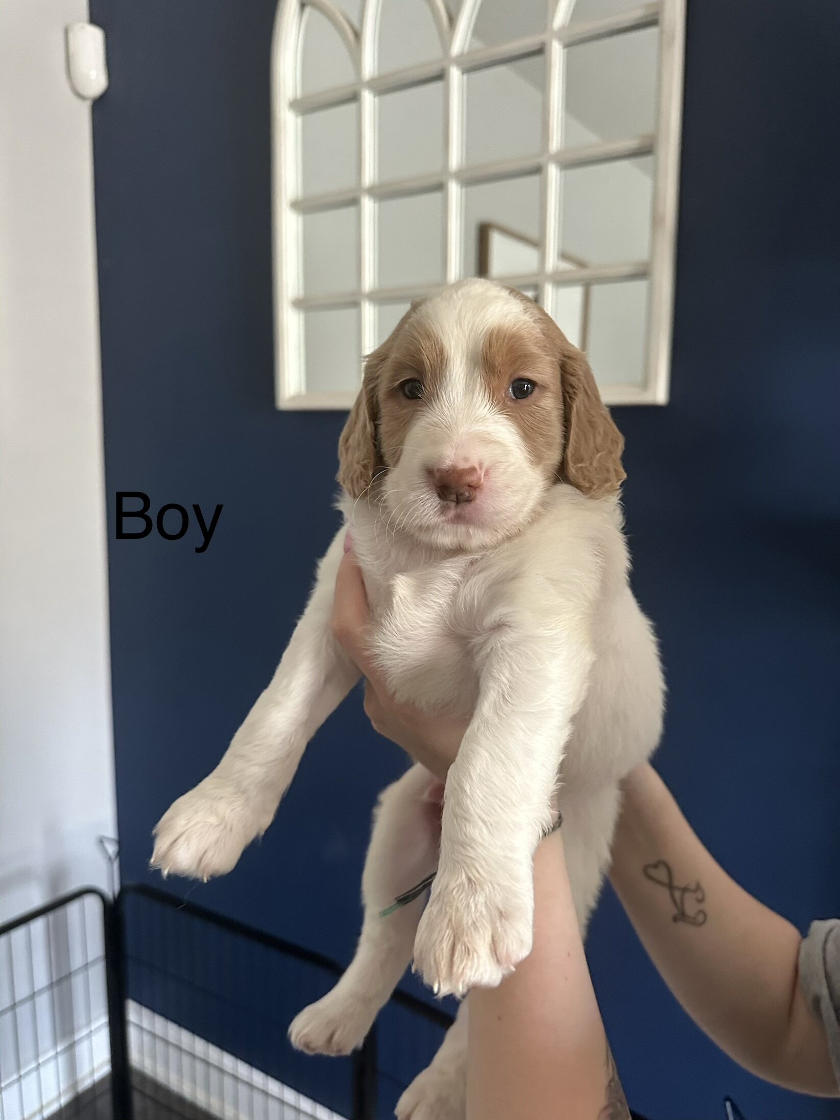 Goldendoodle Puppies image 5