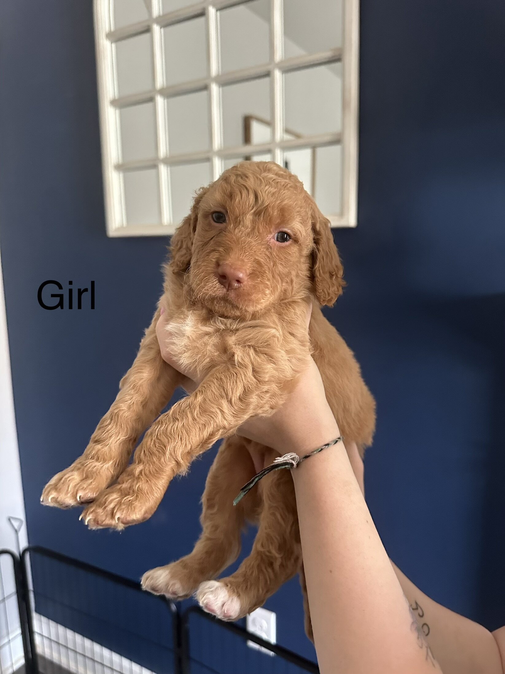 Goldendoodle Puppies image 6