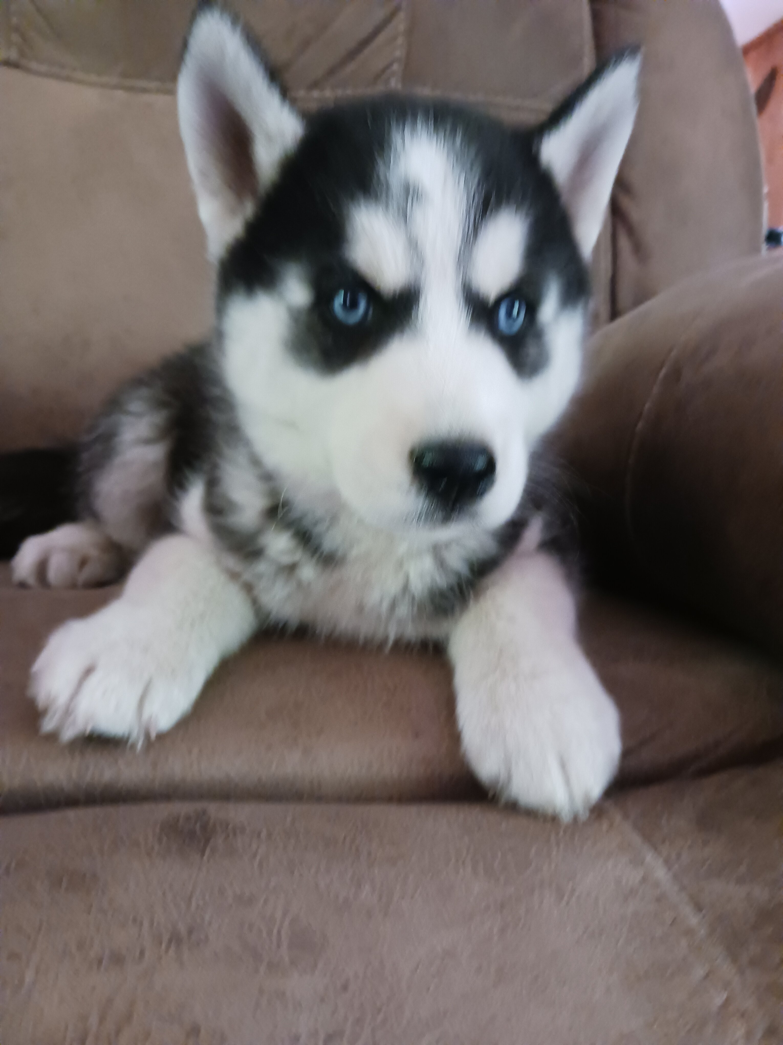 Puppy image 1