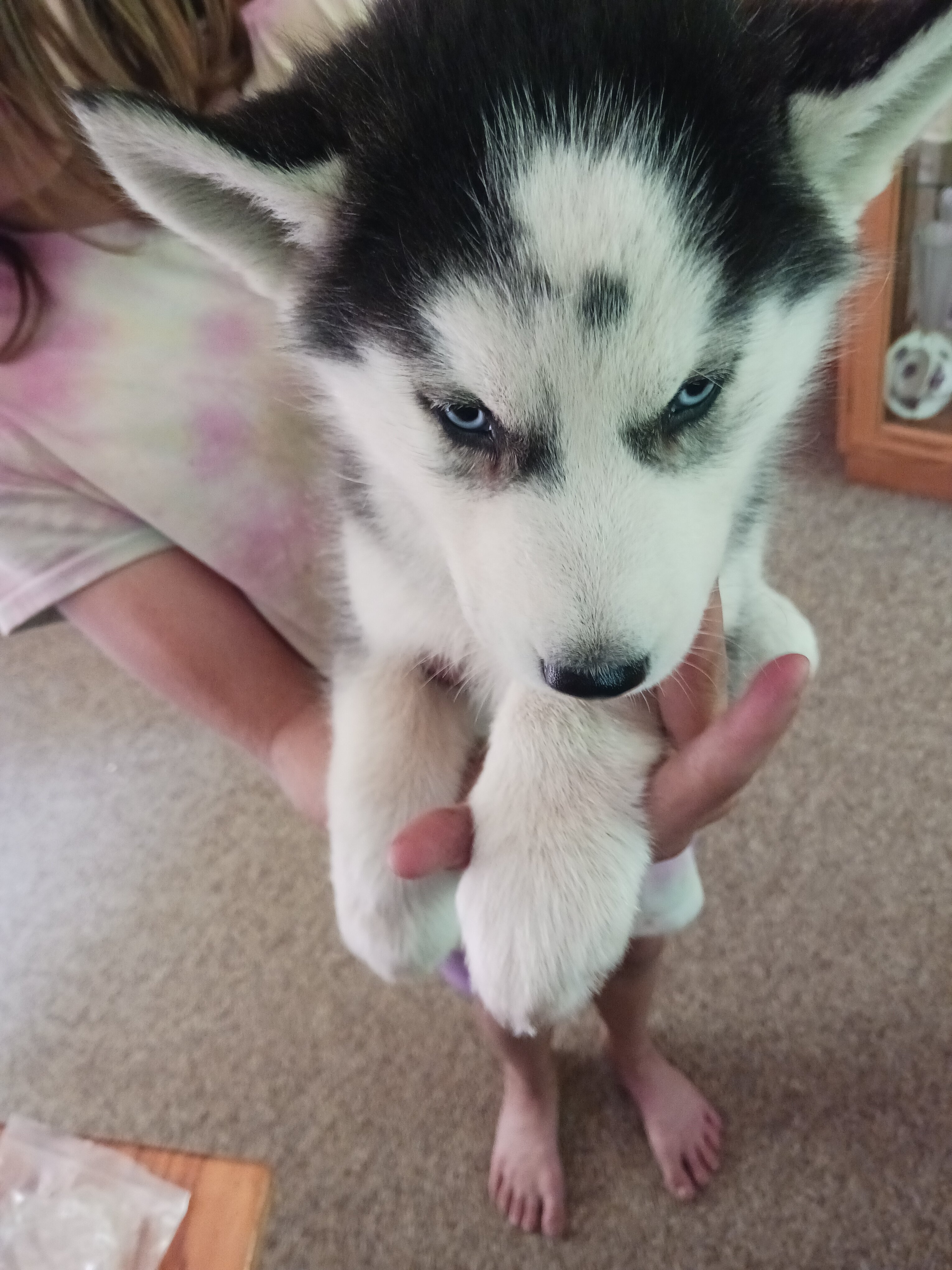 Puppy image 2