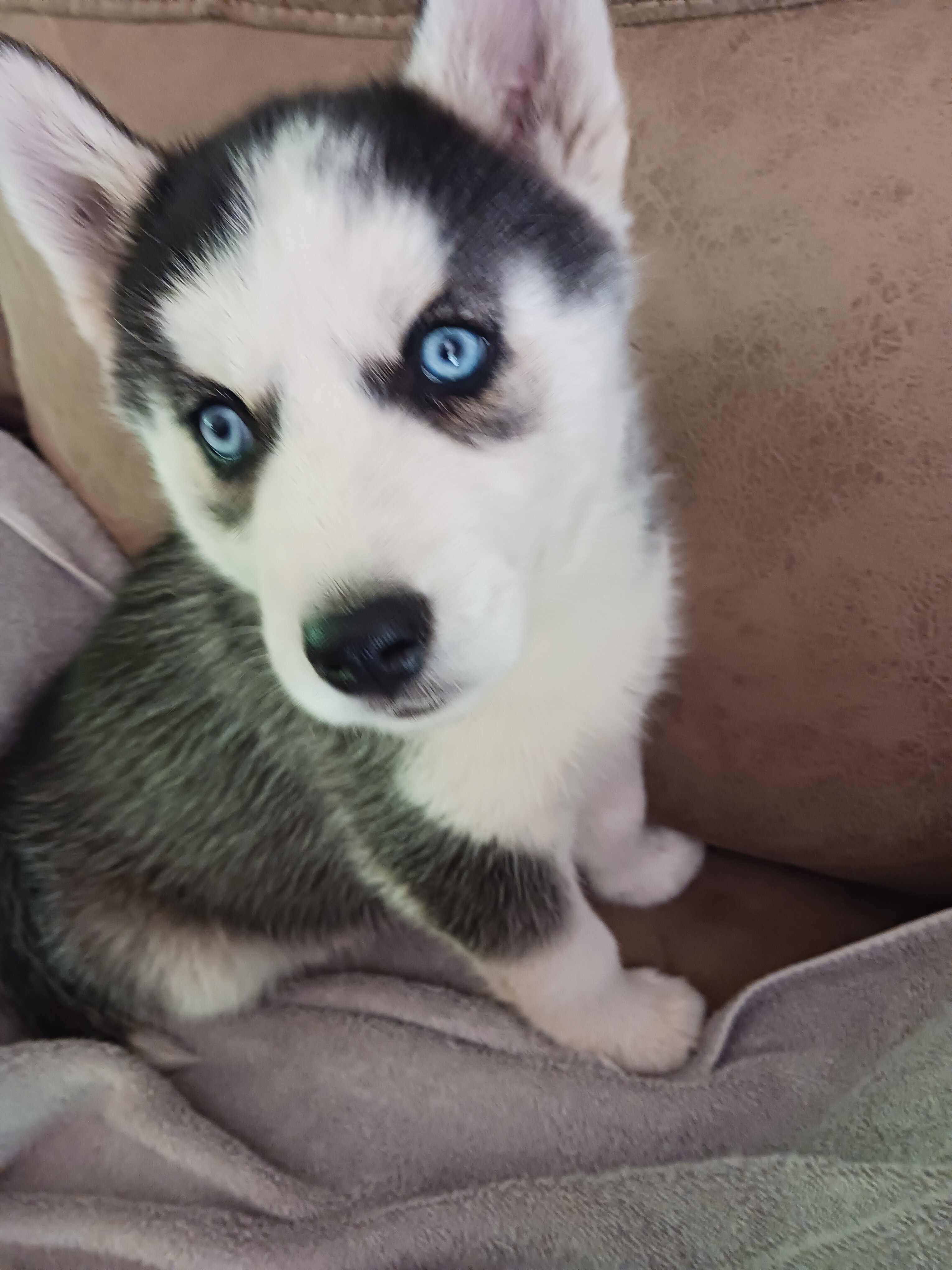 Puppy image 3