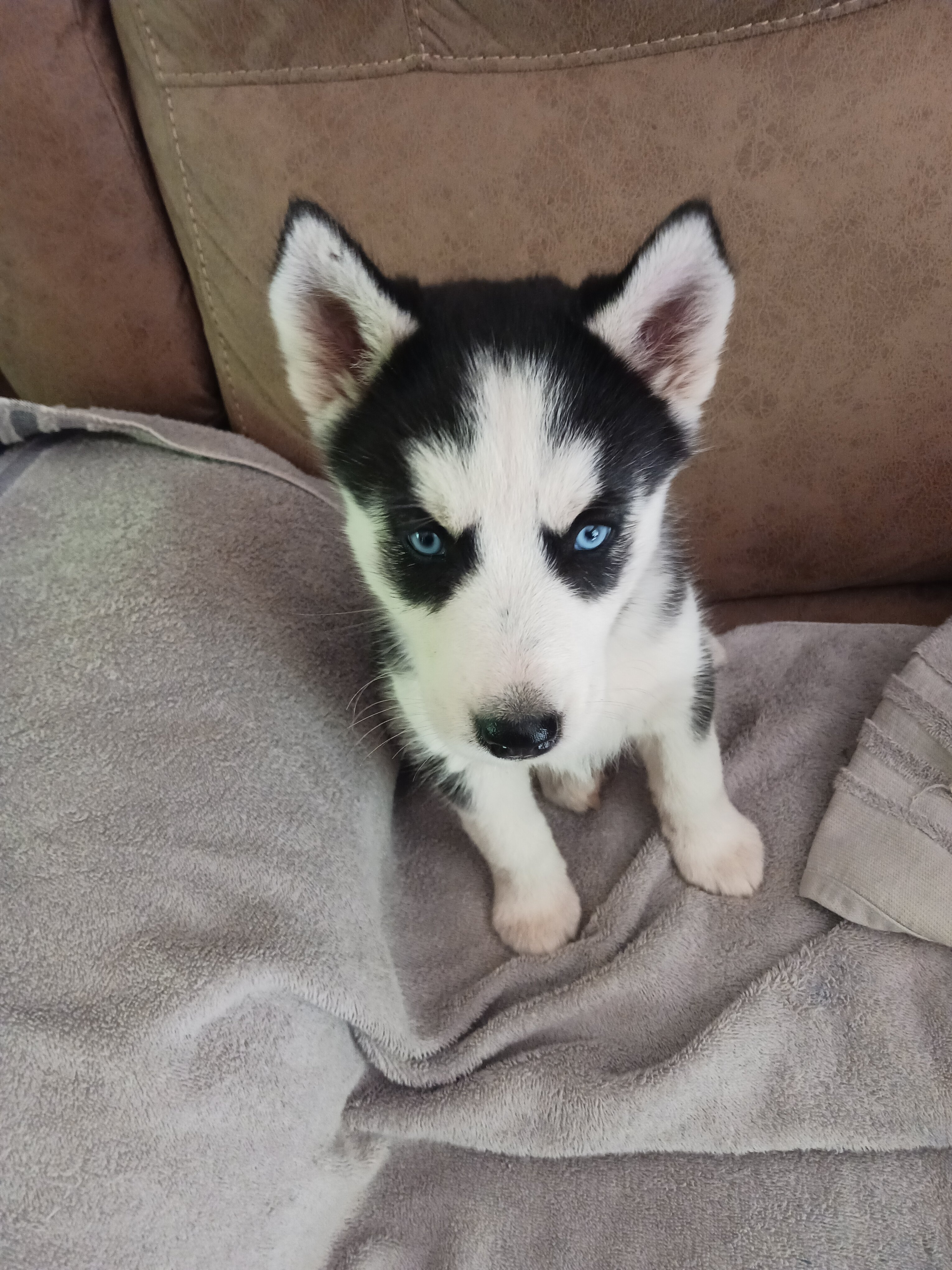 Puppy image 4