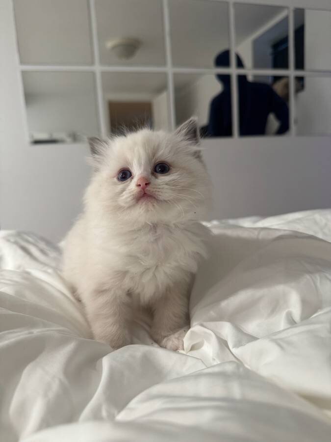 Pedigree Ragdoll kittens for adoption image 1