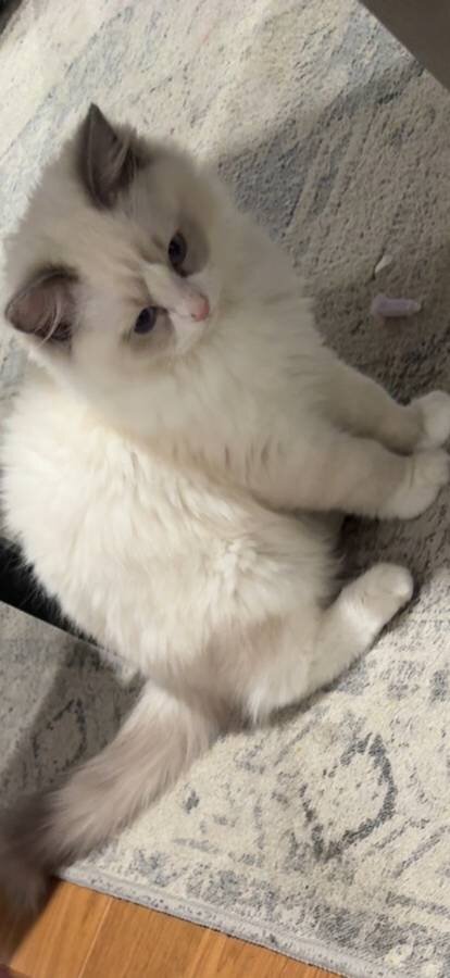 Pedigree Ragdoll kittens for adoption image 2
