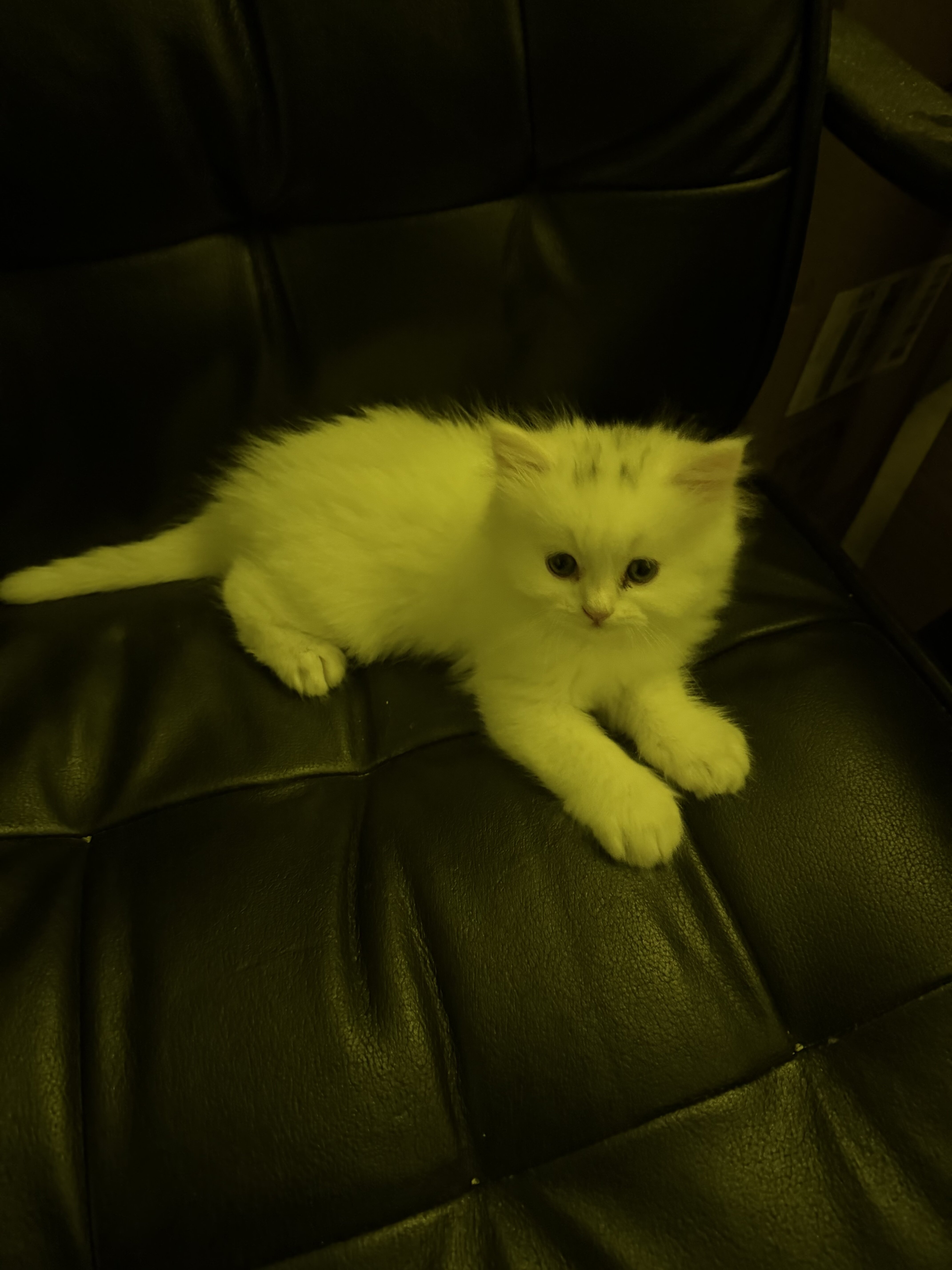 White female persian/highlander lynx kitten image 1