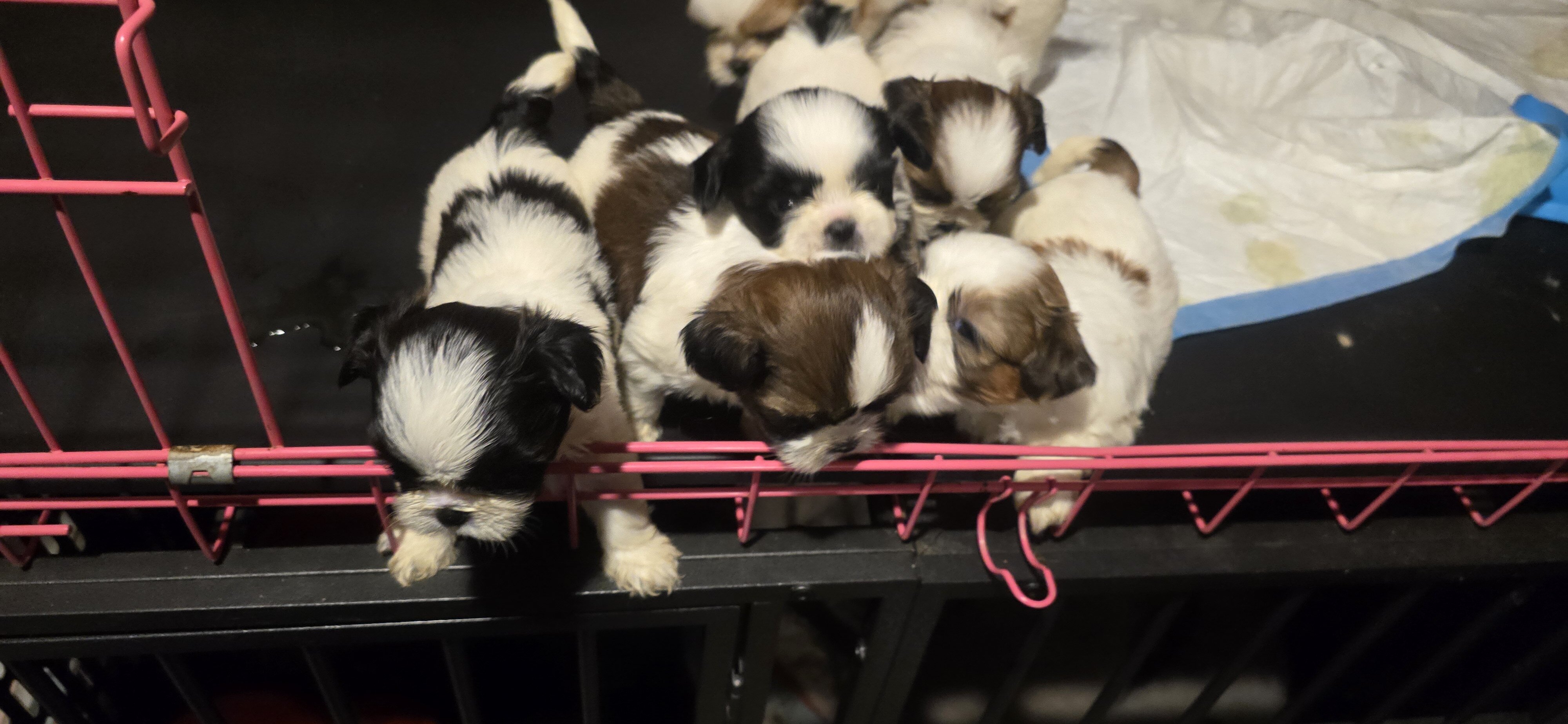 Purebred Shih Tzu's image 2