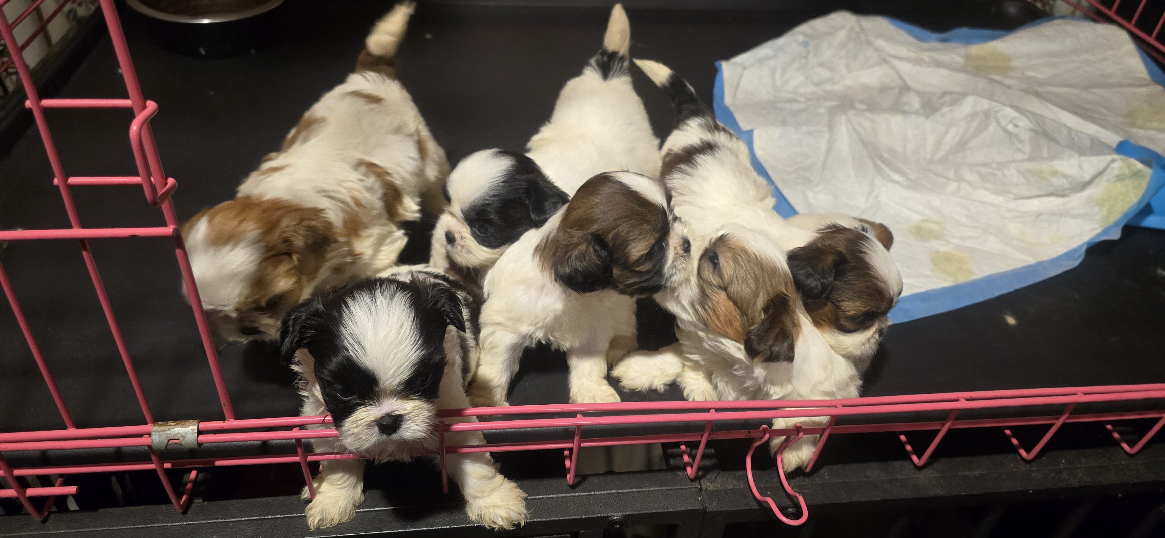 Purebred Shih Tzu's image 1