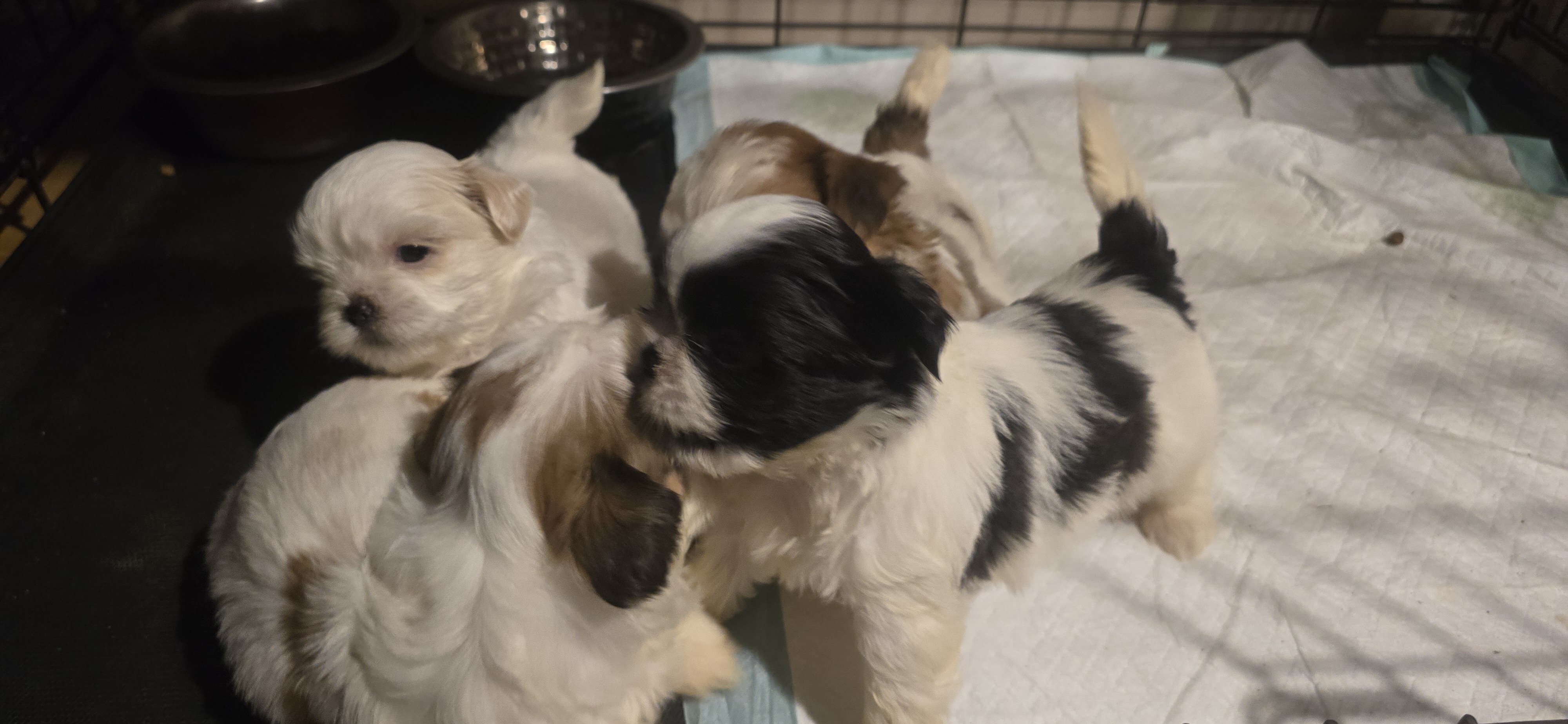 Purebred Shih Tzu's image 3