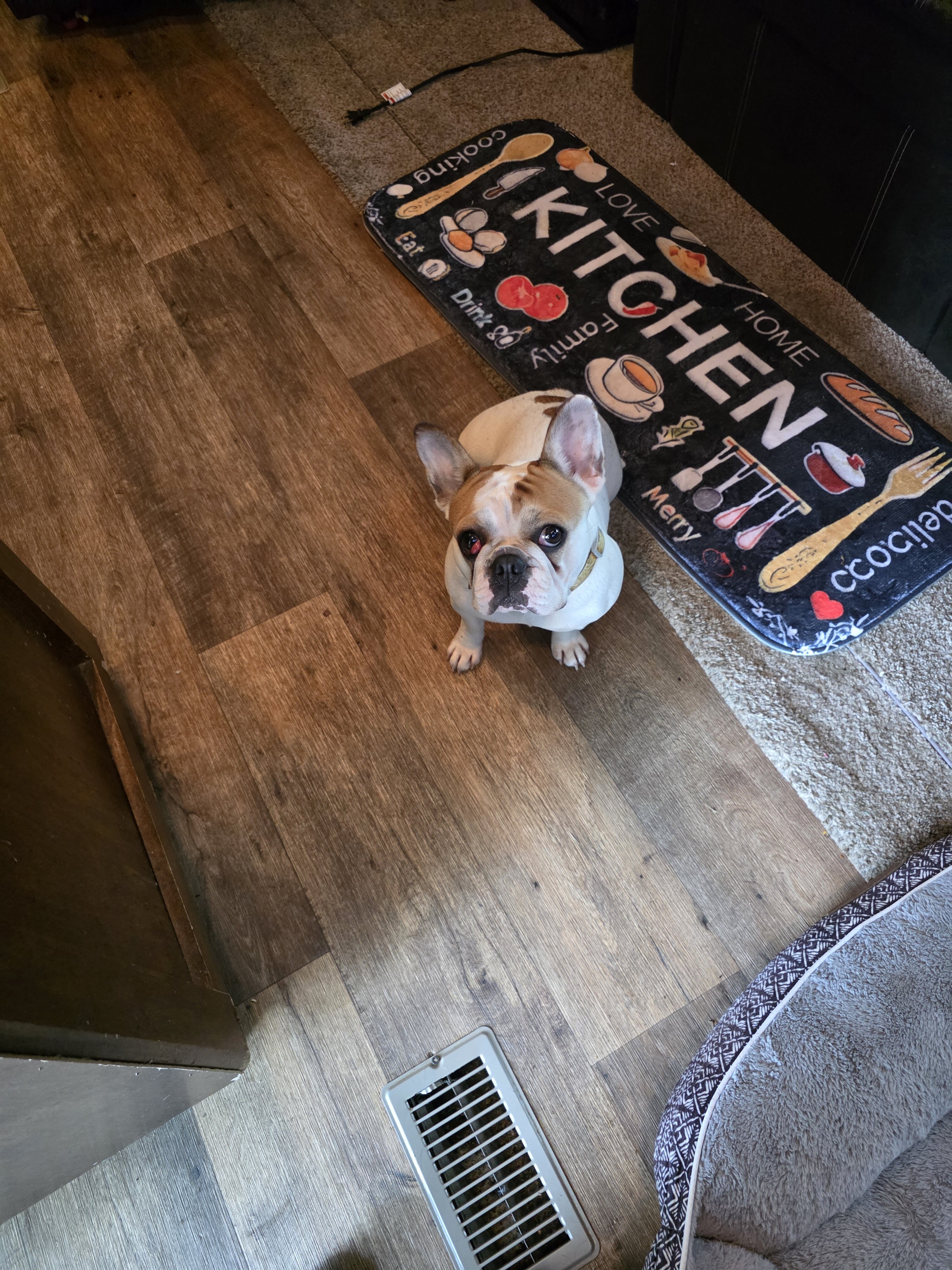 French bulldog image 2