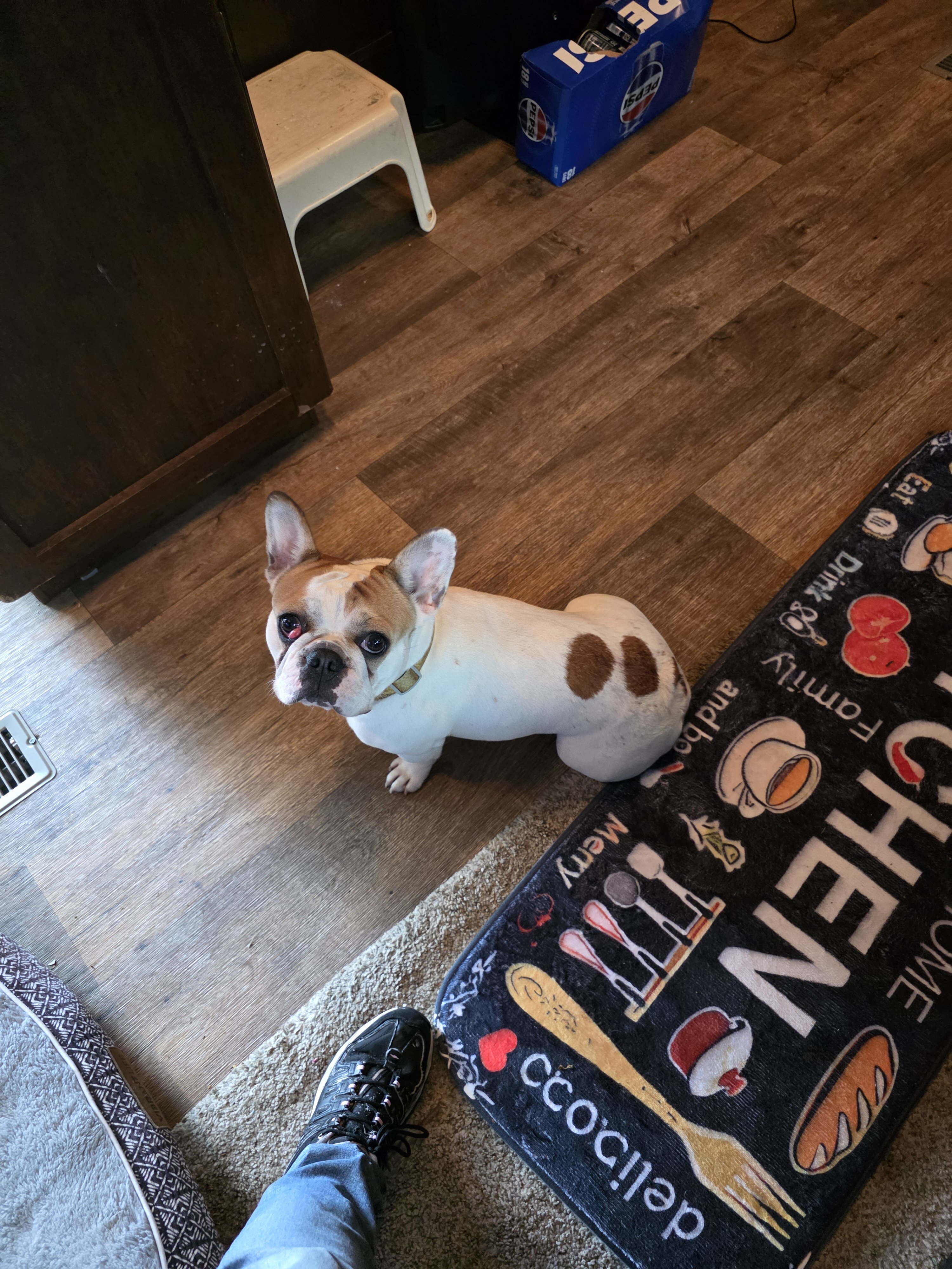 French bulldog image 1
