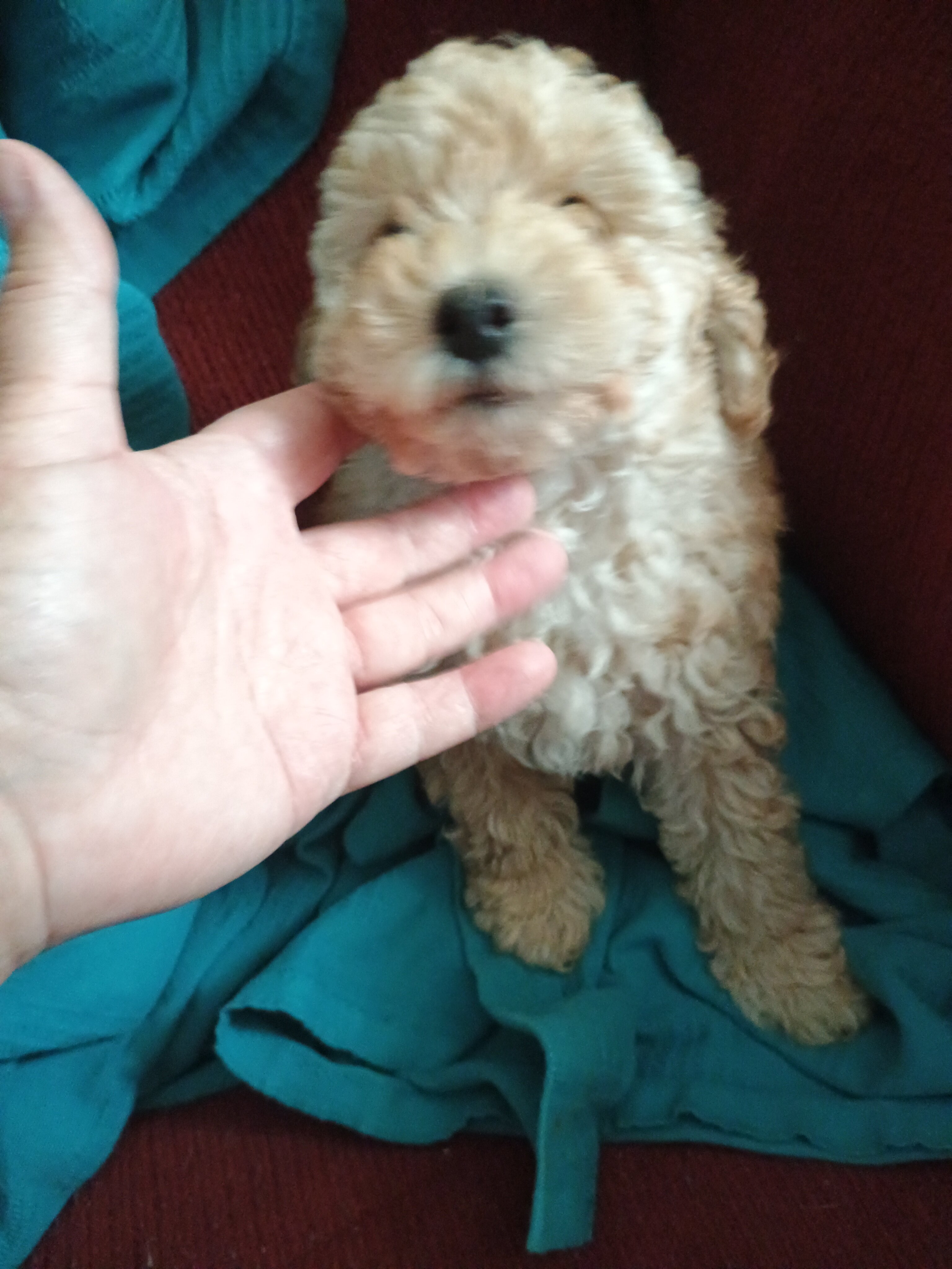 Toy poodle puppies image 1